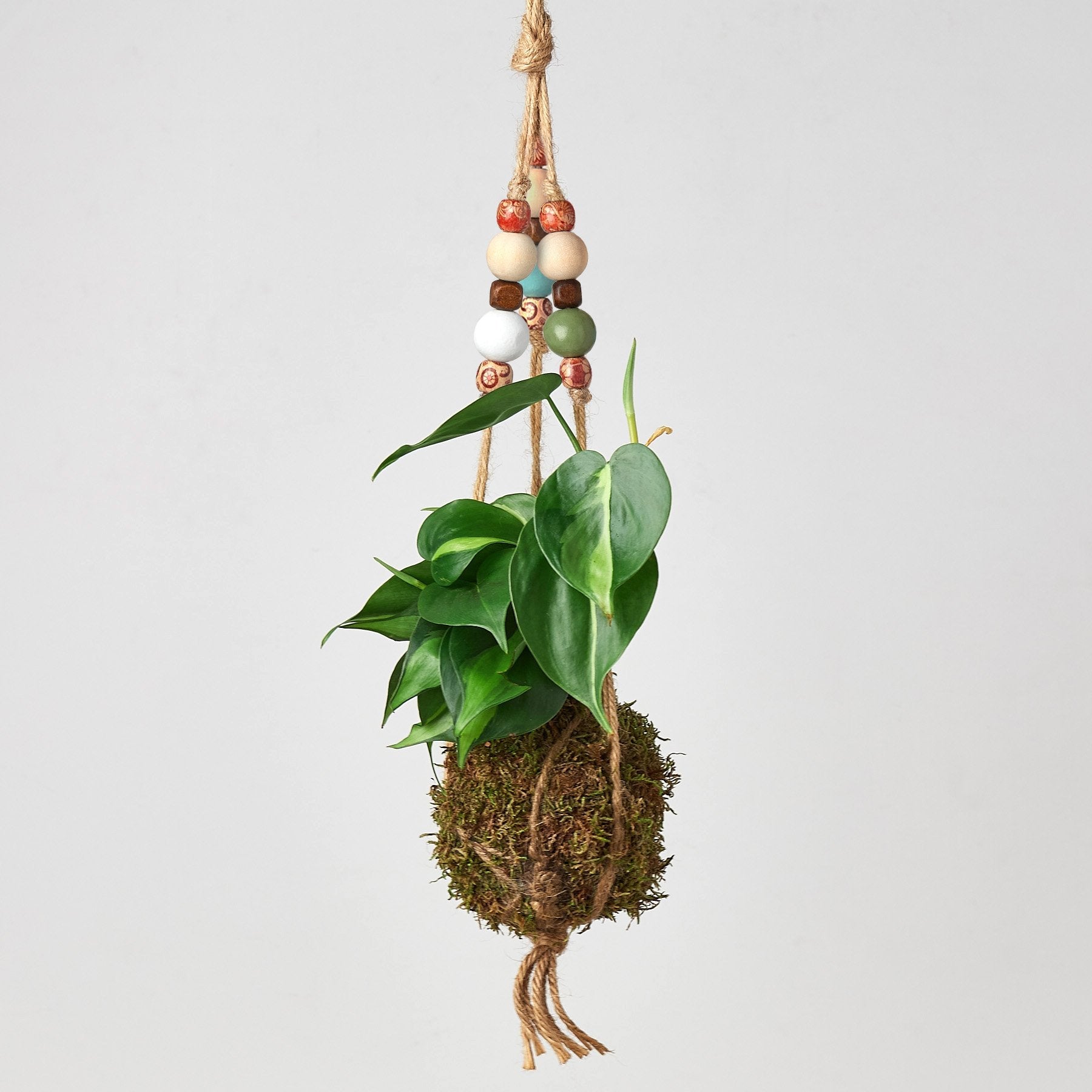 Bead Kokedama Moss Ball Hanging Plant Brasil