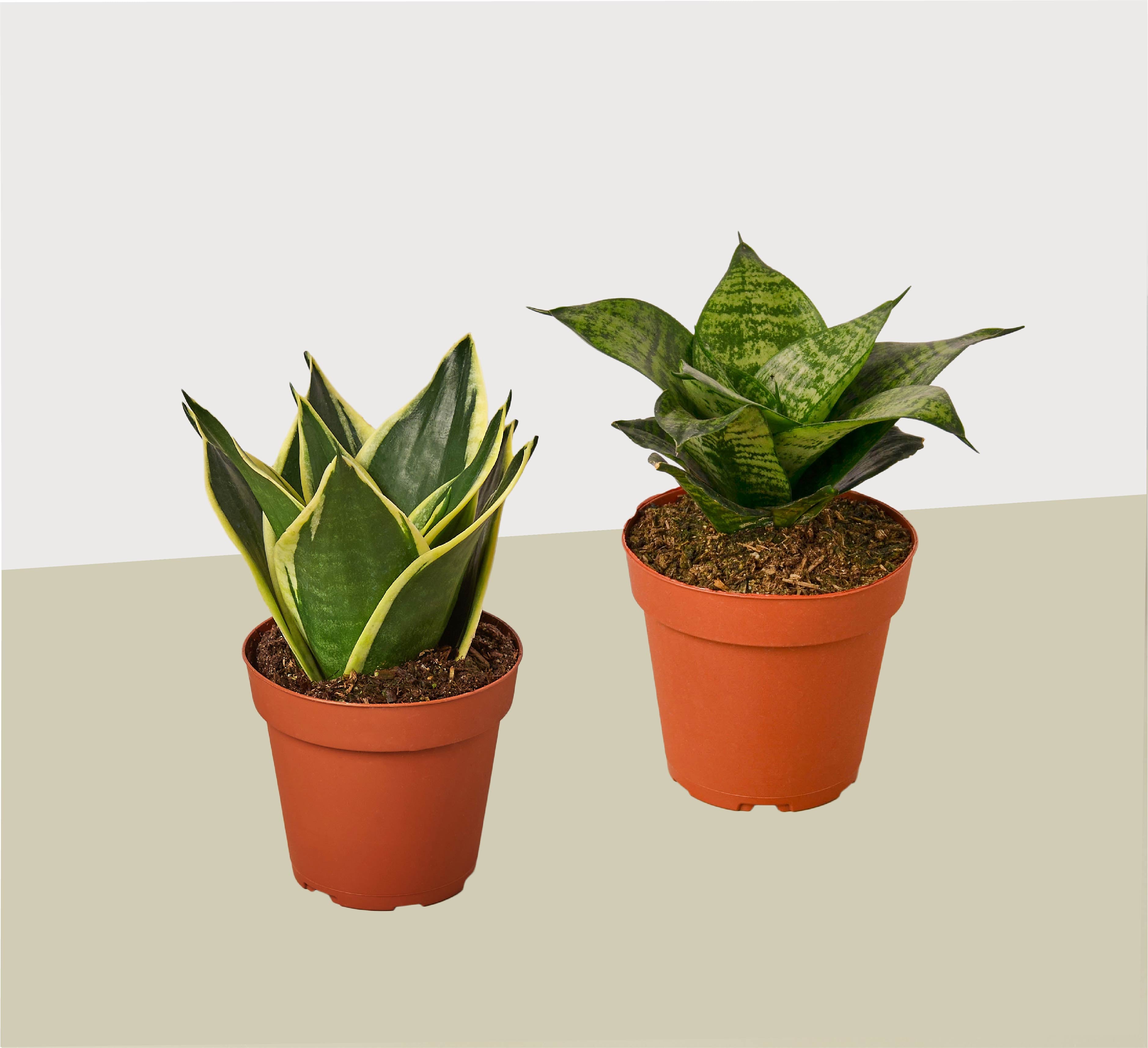 cana i plant two snake plants in the same pot 2 Snake Plant Variety (Sansevieria) / 4" Pot / Live Plant