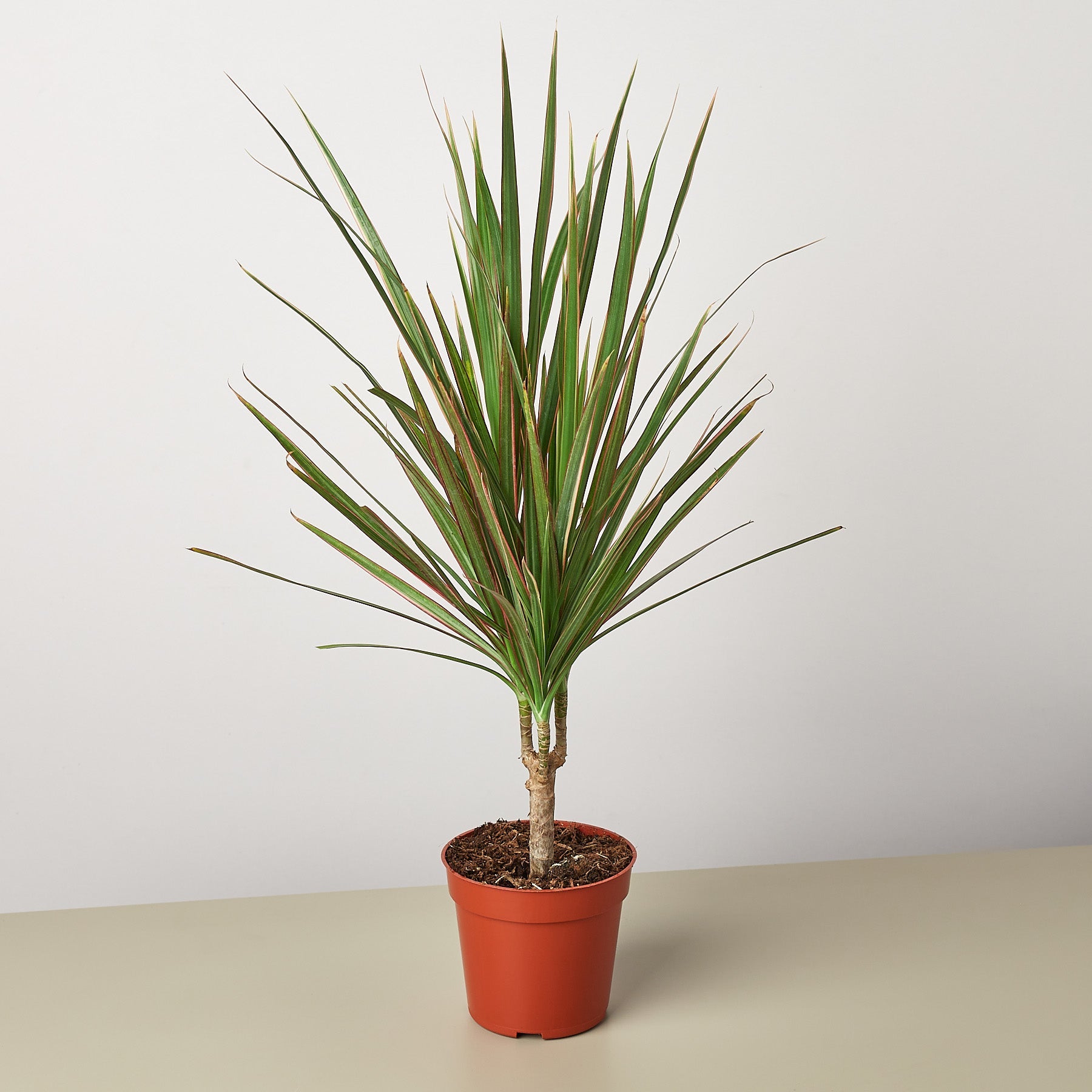 red edged dracaena home depot The Snobby Leaf | Dracaena 'Red Margined' - 4 inch Pot