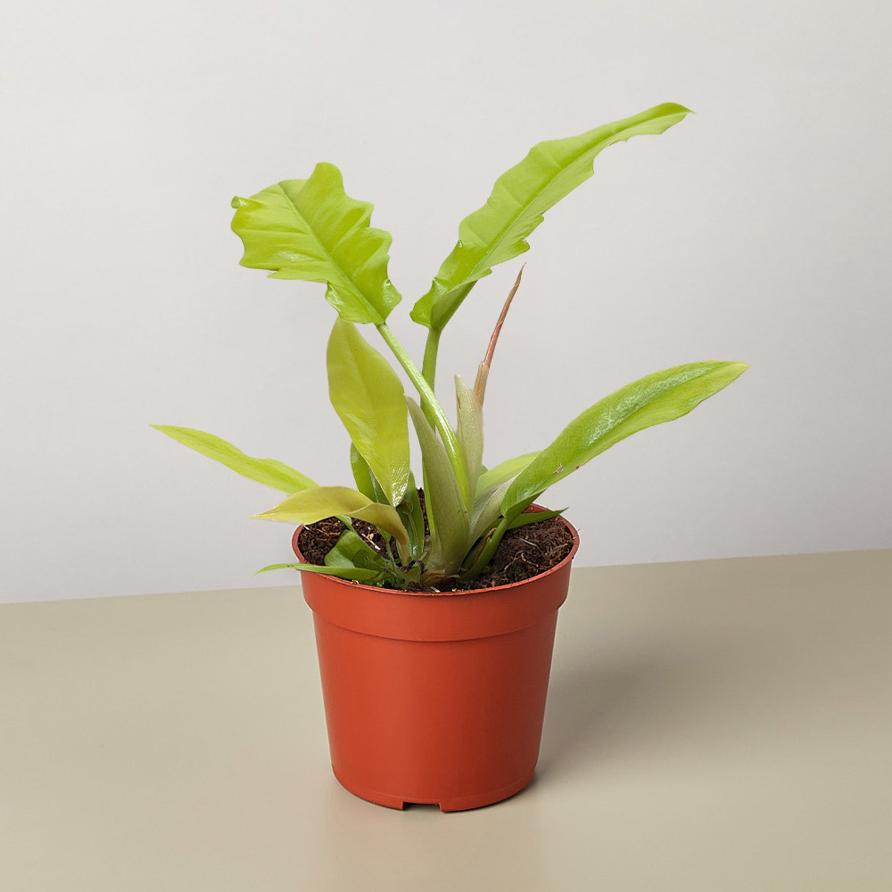 golden serratum philodendron Philodendron 'Golden Crocodile'