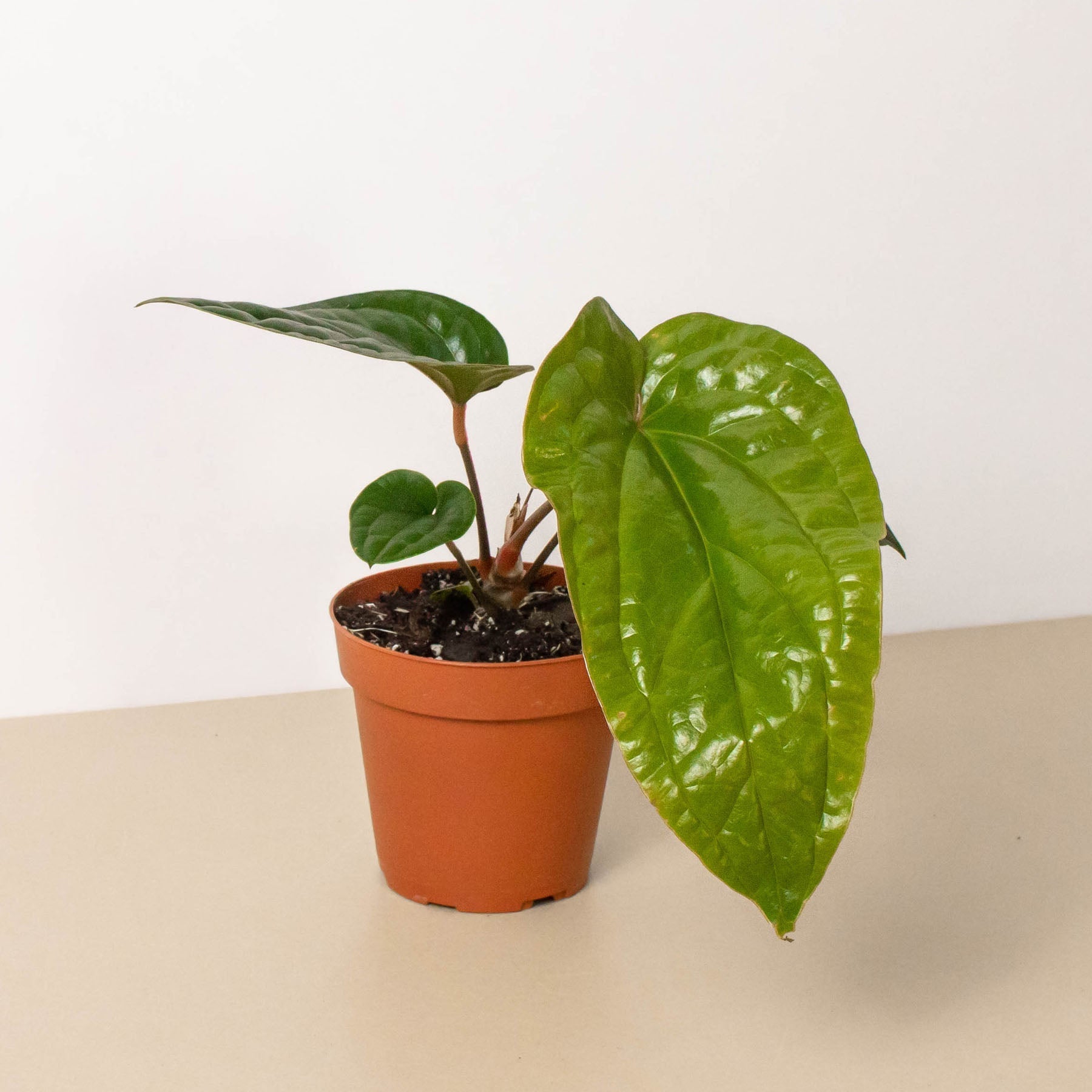 anthurium luxurians price Anthurium 'Radicans x Luxurians'