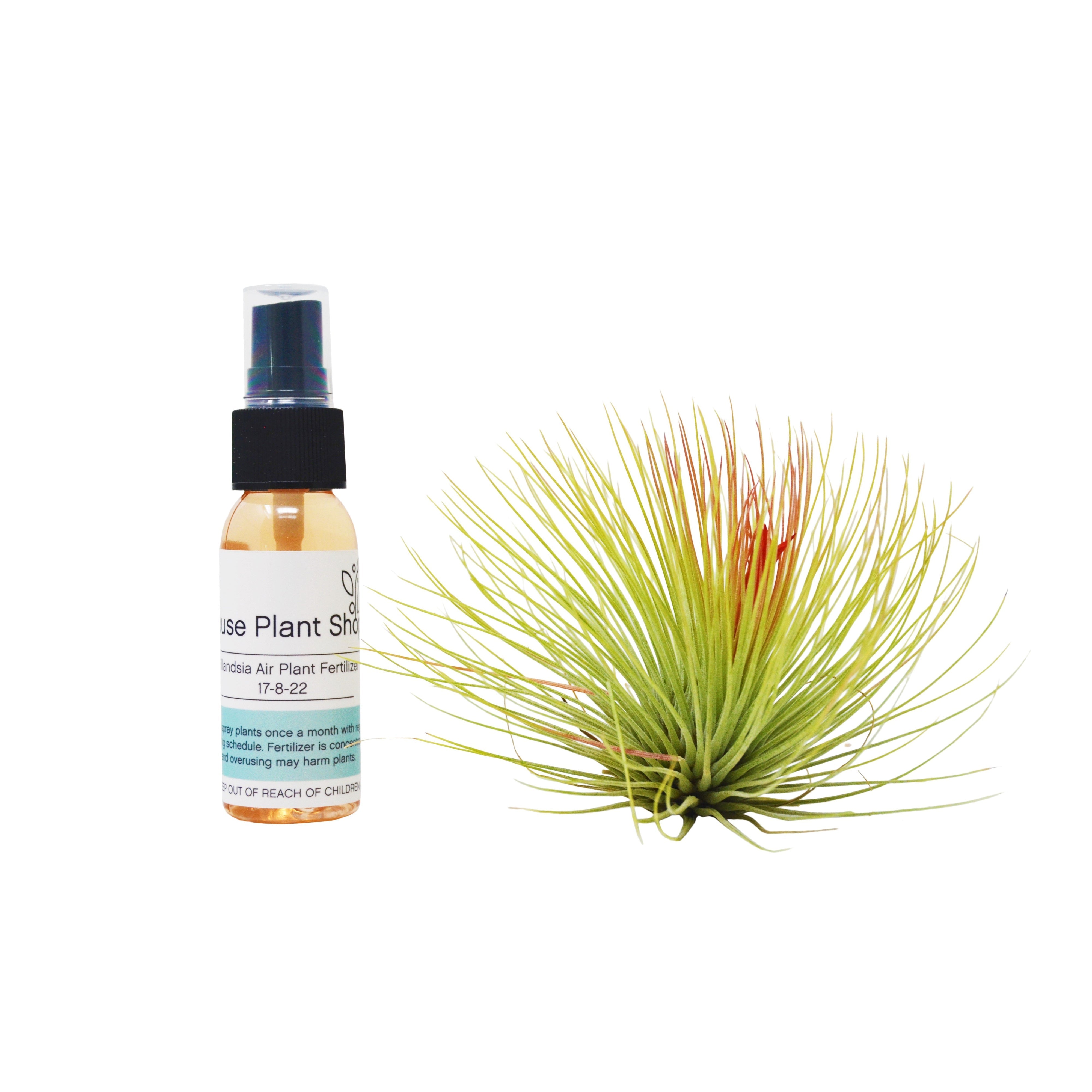 fertilizer for air plants Adreana Air Plant w/ Fertilizer