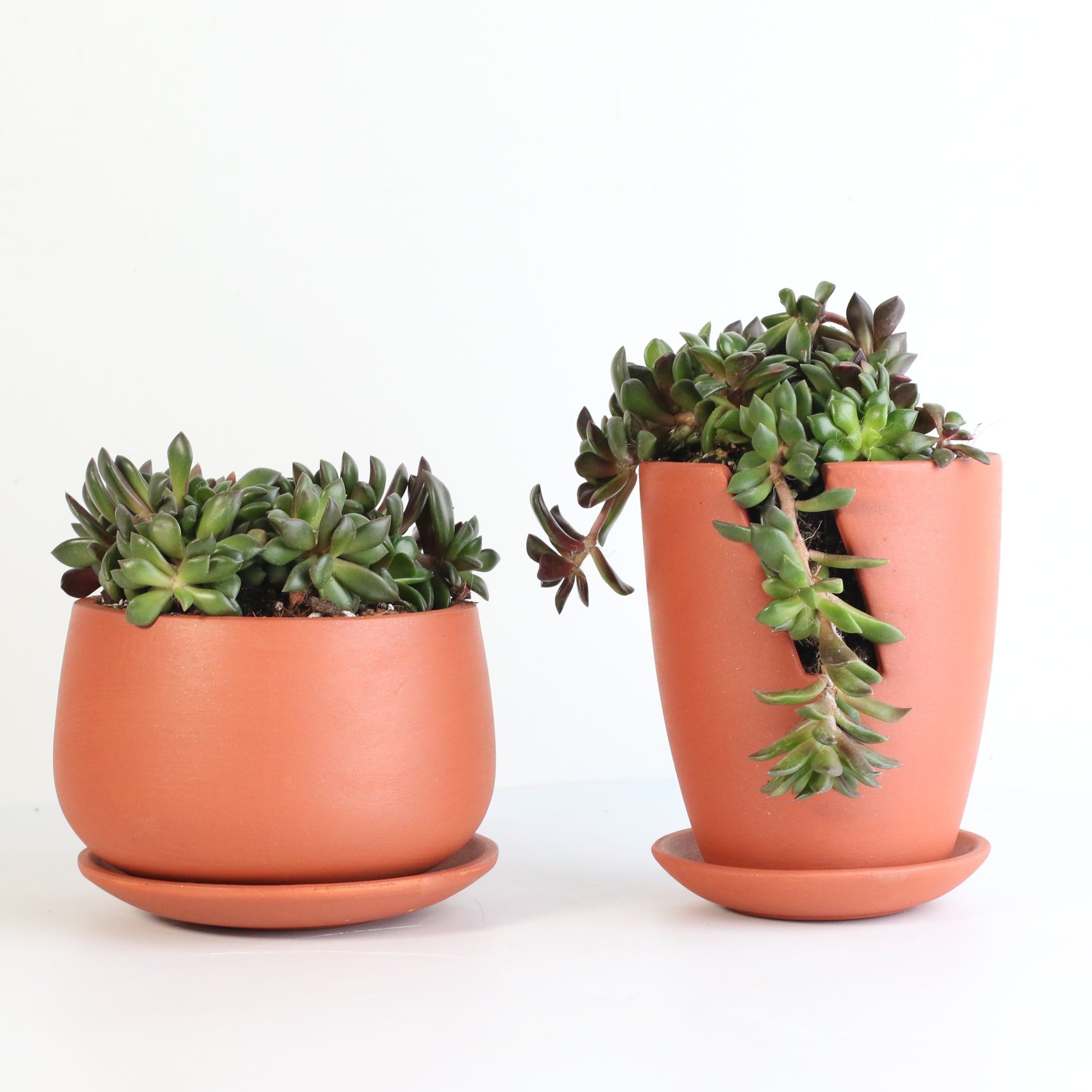 sand rose succulent care Aurora Rainbow Sand Rose Succulent Nia Slit Terracotta 4.5"