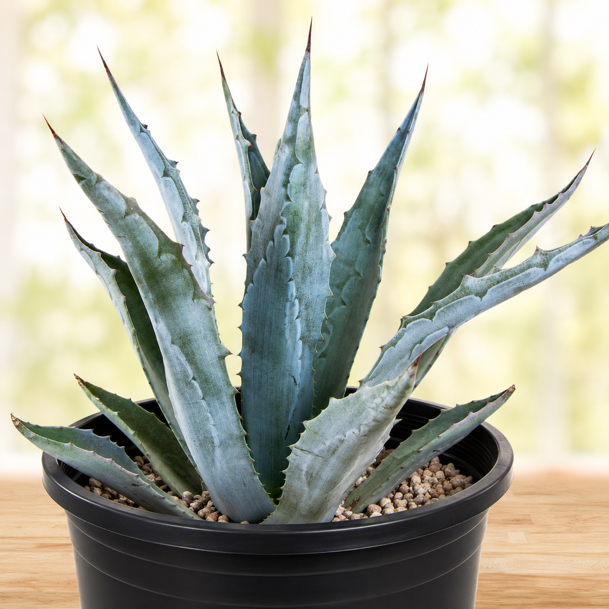 Agave Americana | The American Gringo