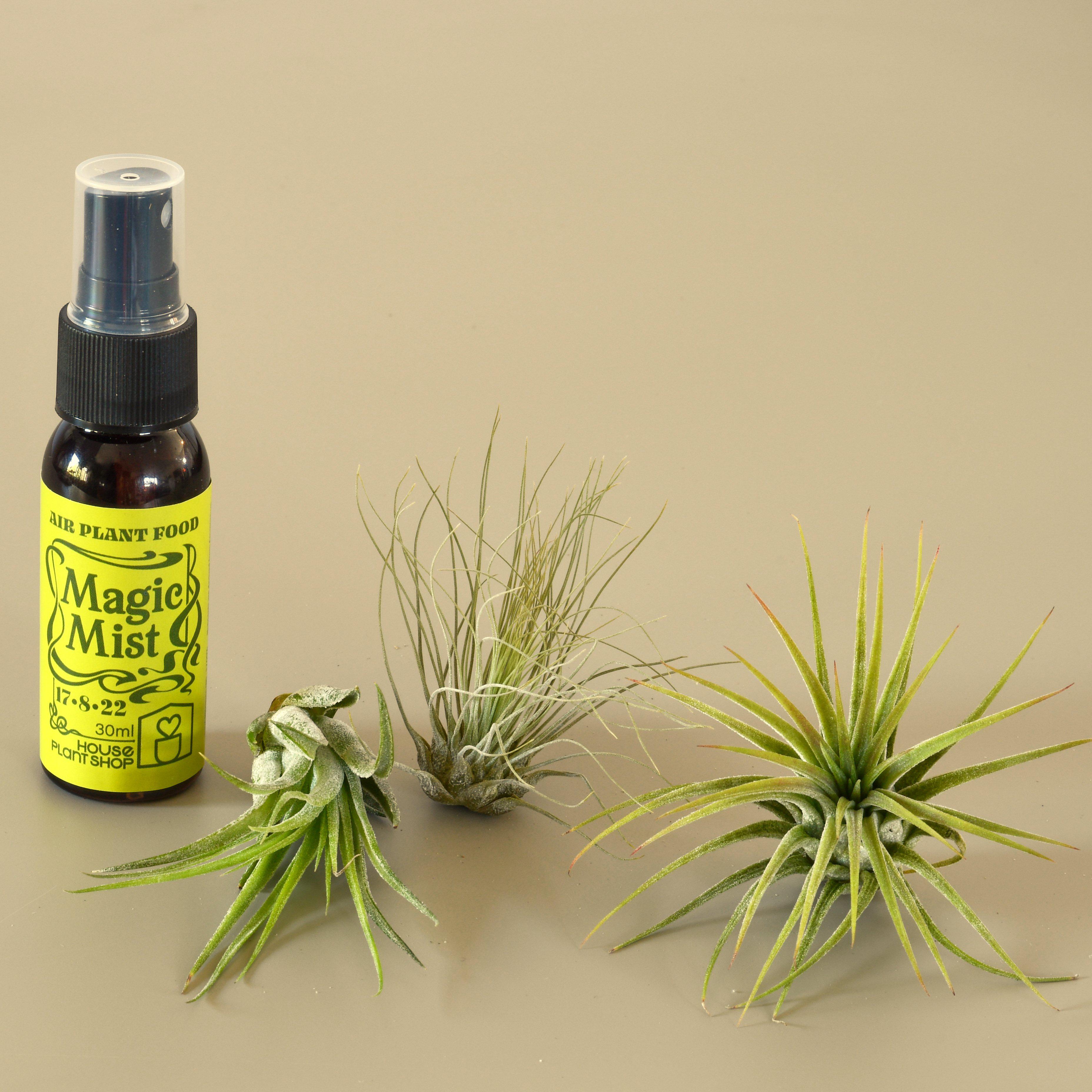 air plant variety pack 3 Small Tillandsia Air Plant Pack with Fertilizer Spray