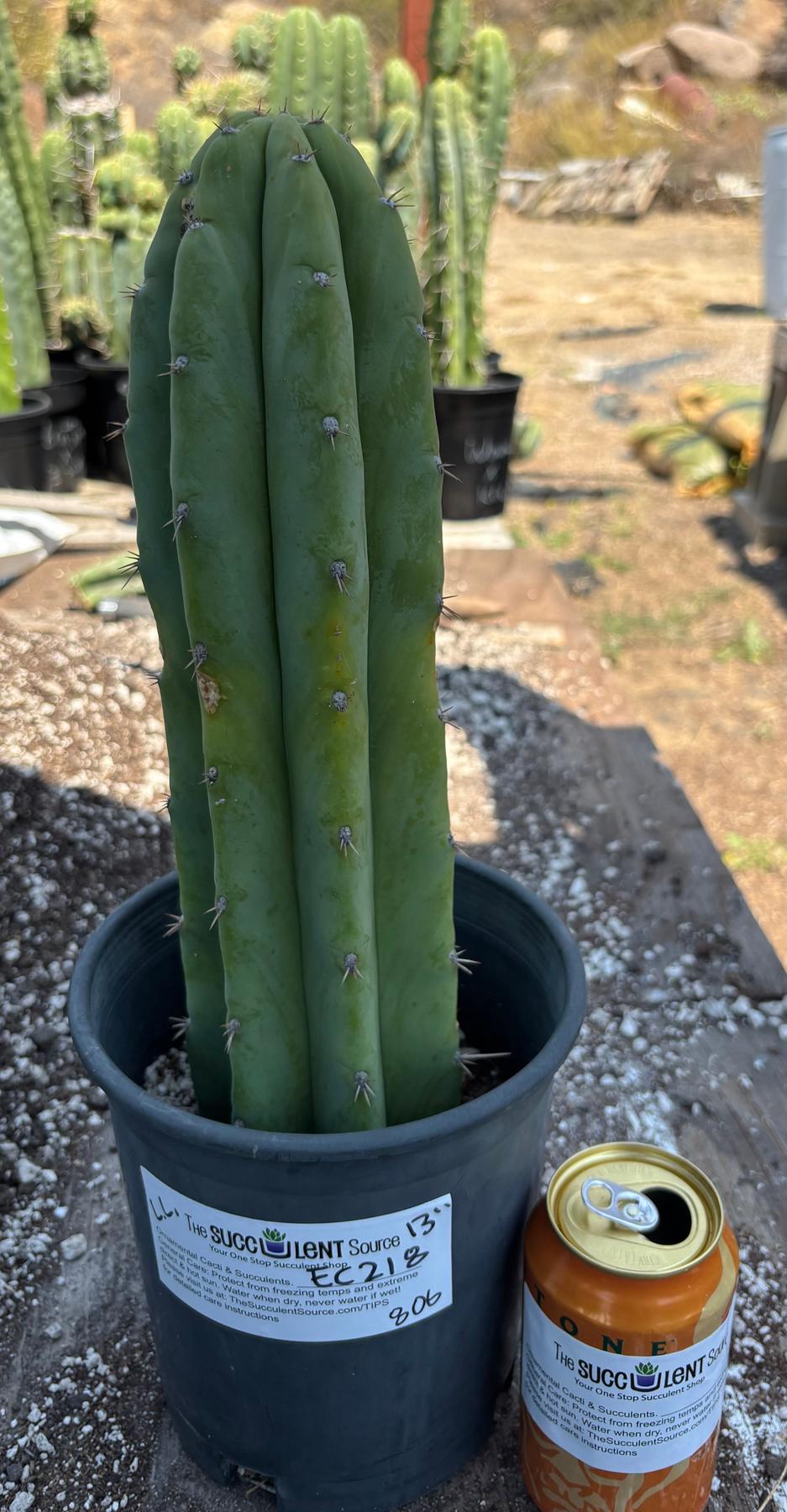 EC218 EXACT Trichocereus Lost Label Ornamental Cactus 13