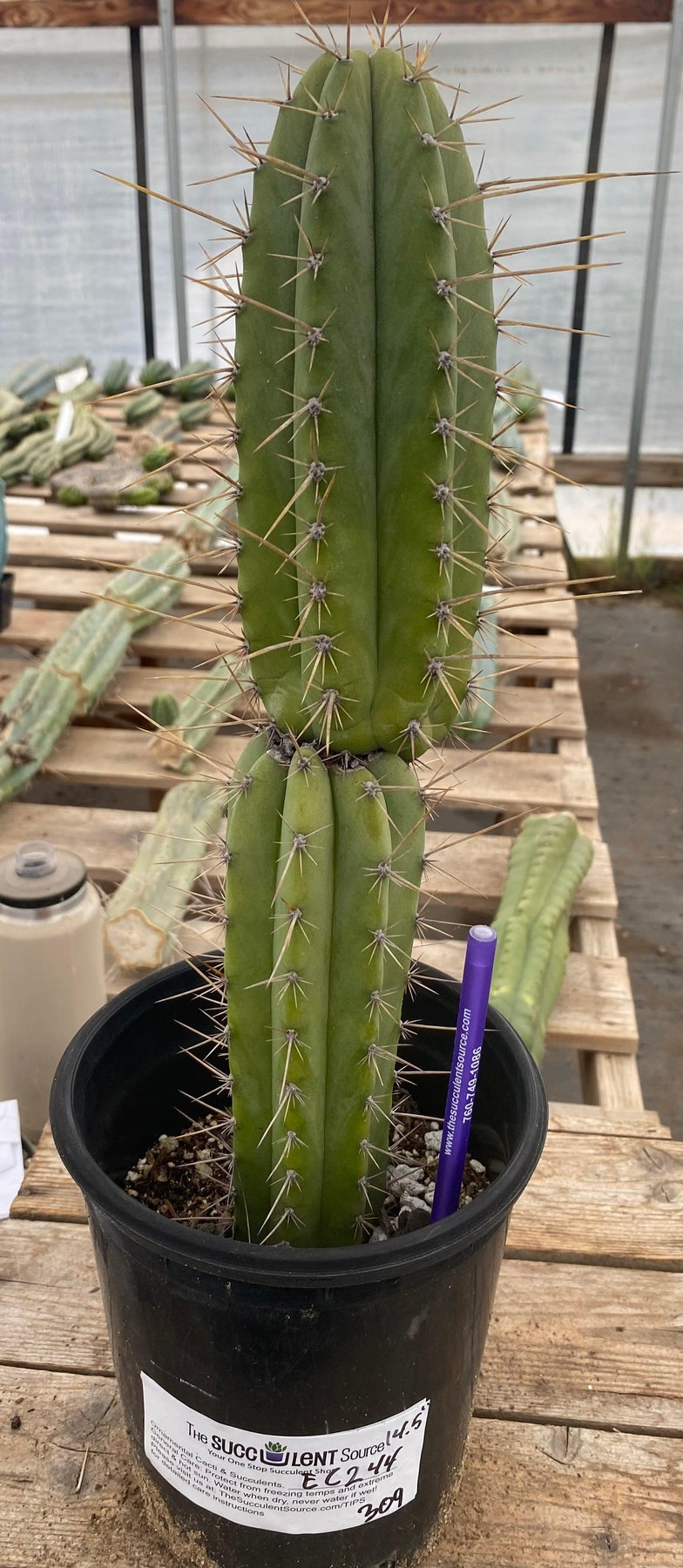 #EC244 EXACT Trichocereus Ornamental Cactus 14.5