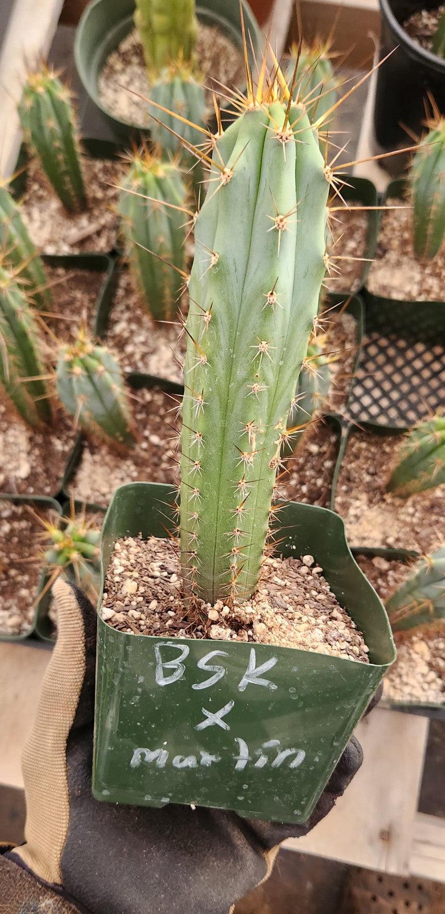 cactus trichocereus bridgesii #EC263 EXACT Trichocereus Hybrid Bridgesii BSK X Peru Martin Cactus 6-7”