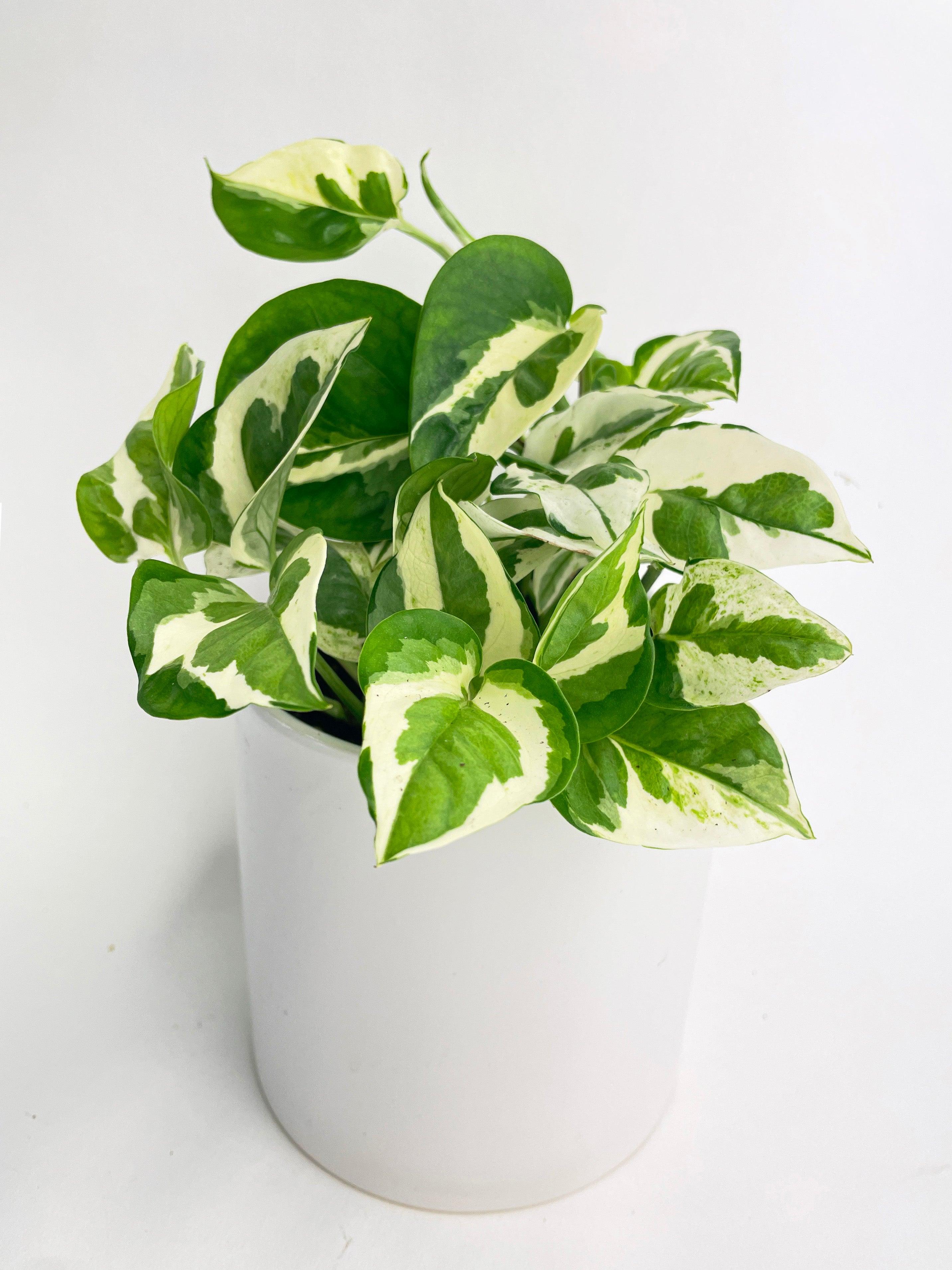 pearls and jade pothos toxic Pearls & Jade Pothos - Epipremnum aureum - 4" Pot