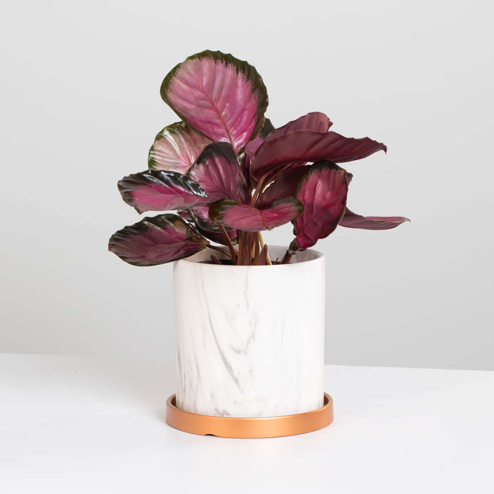 prayer plant pink Calathea Rosy Pink Prayer Plant Nursery 6