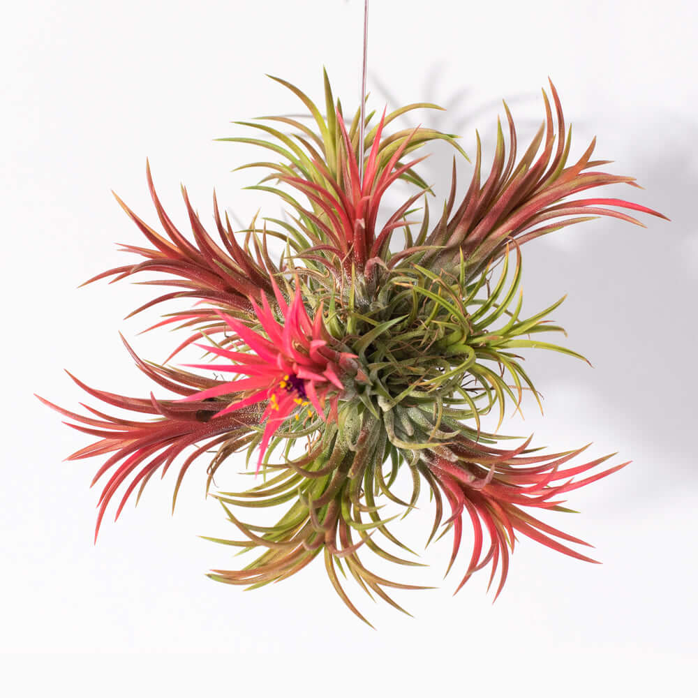 ブロメリア・エアープランツ Tillandsia ionantha  ball ClumpMass.png?crop=center&