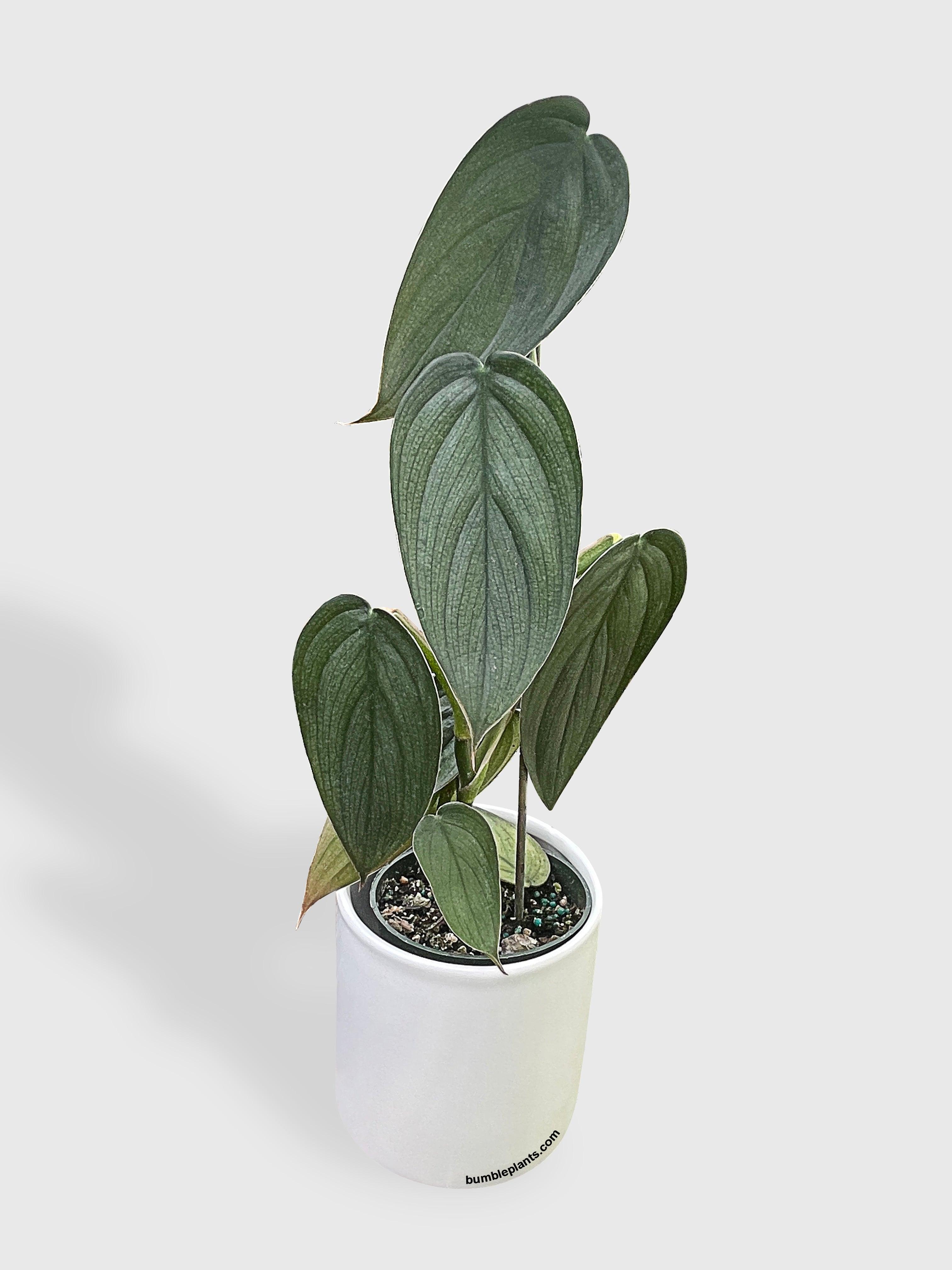Philodendron Burle Marx 'Fantasy'