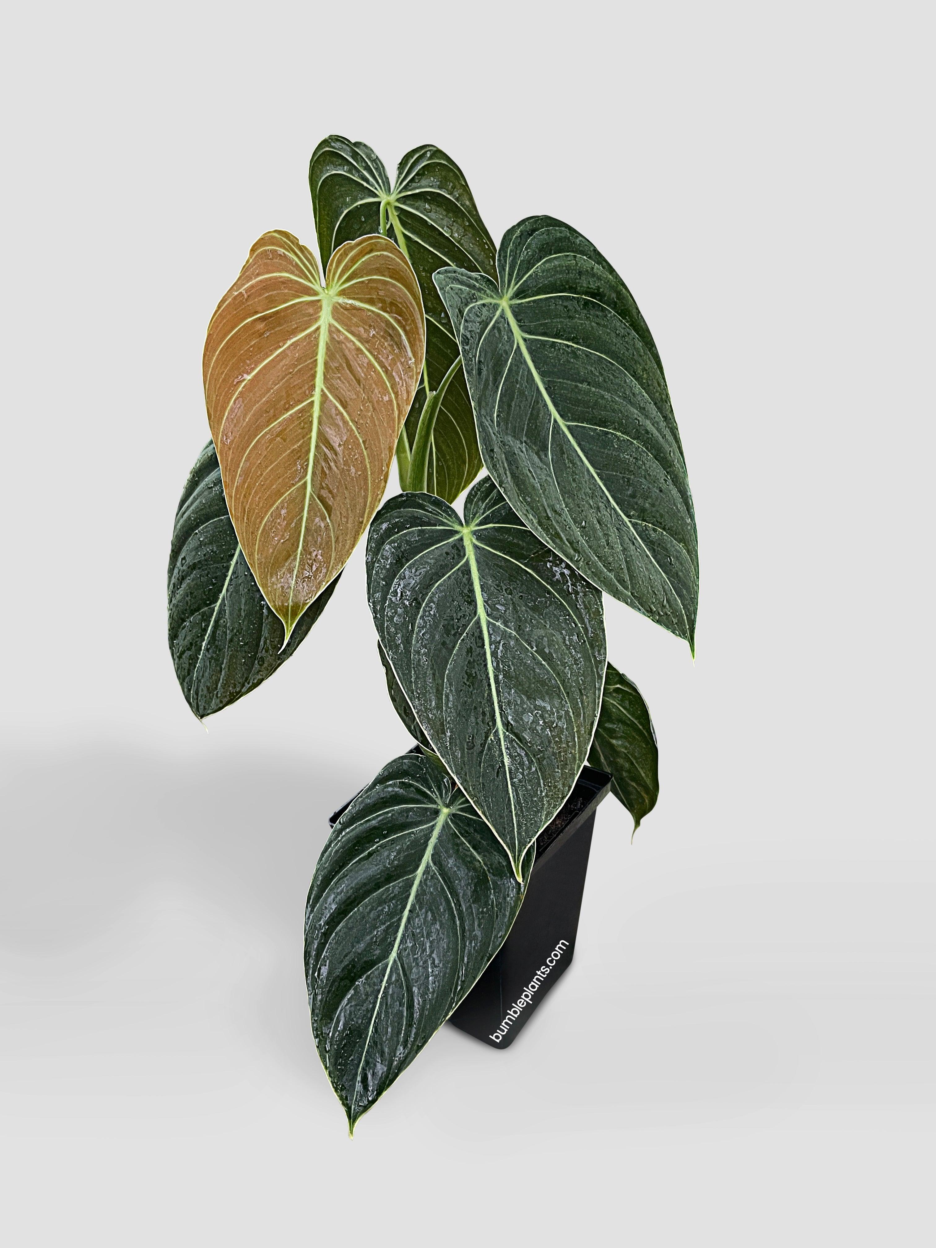 philodendron melano Philodendron Melanochrysum 'Melano'