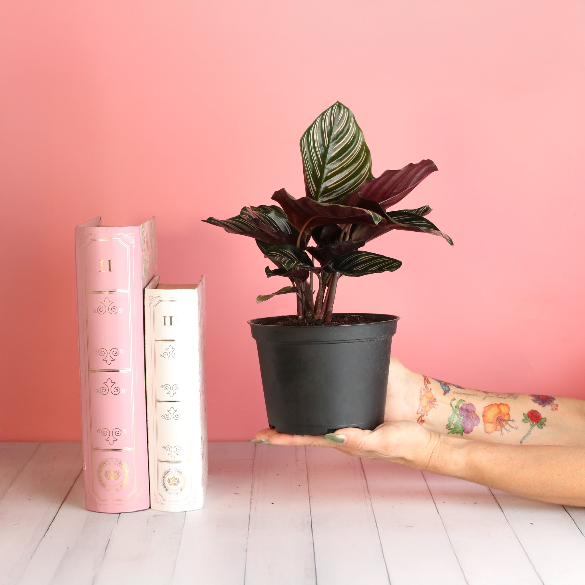 pink prayer plant Red Prayer Plant – Armstrong Garden Centers