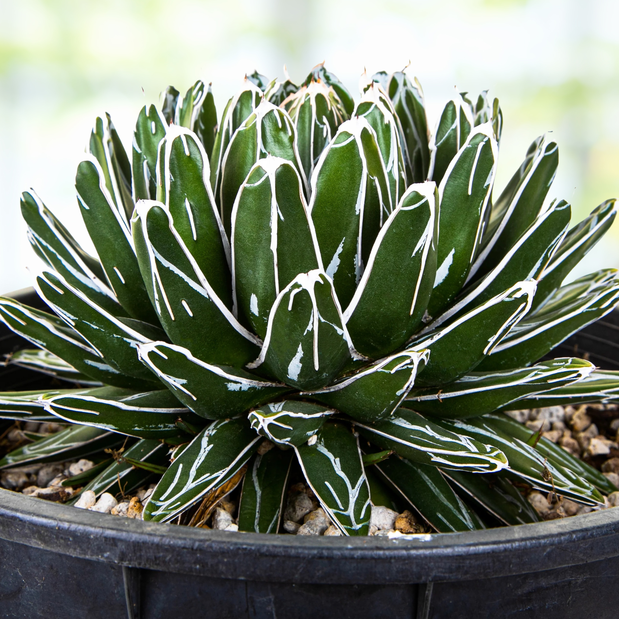 Queen Victoria Agave | The American Gringo Queen Victoria Agave | The American Gringo