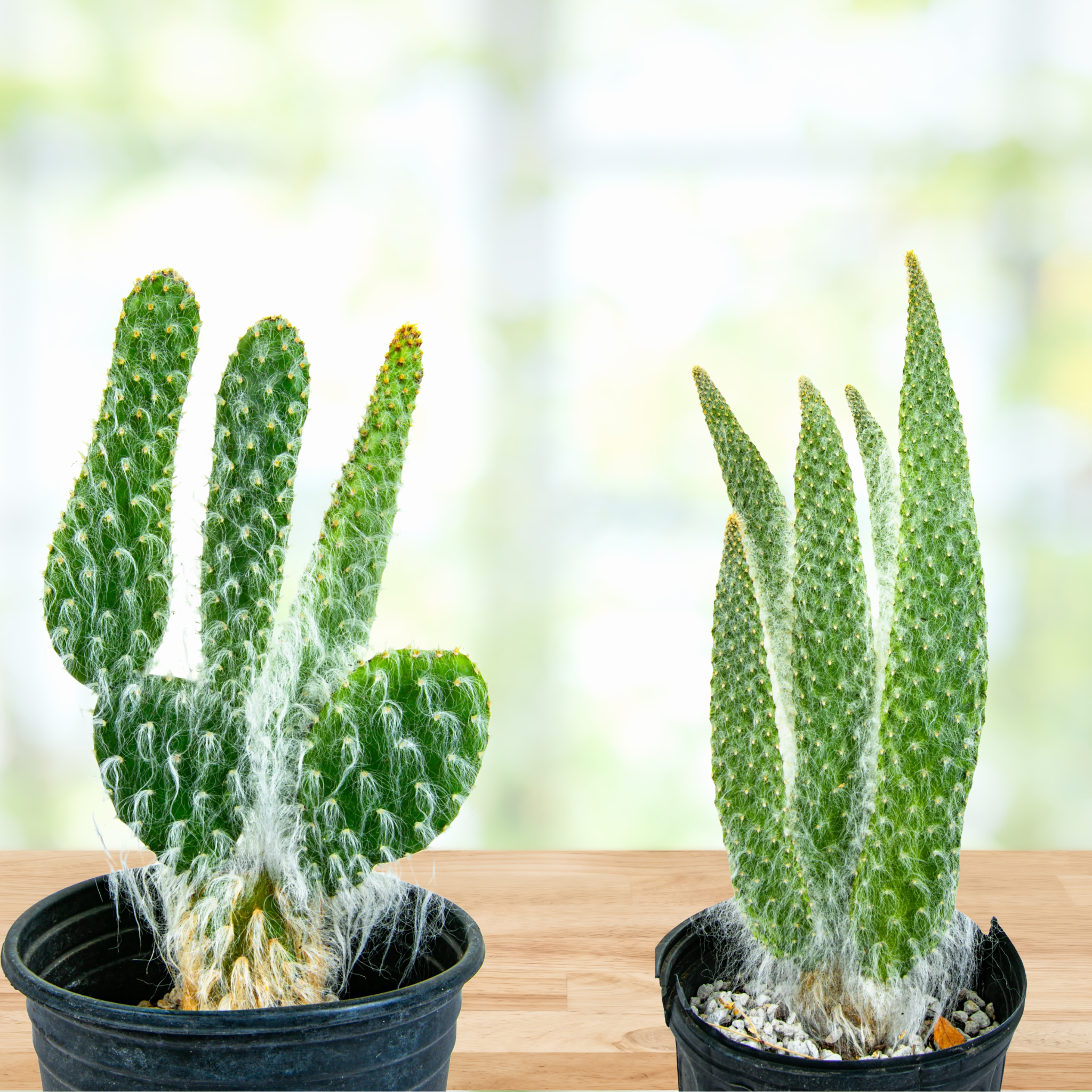Snow White Prickly Pear