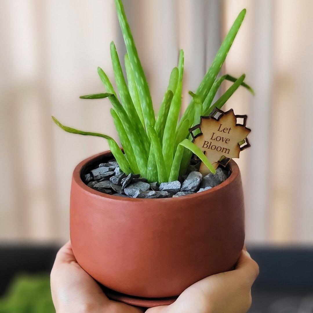 Aloe Vera Plant Valentina Terracotta 5