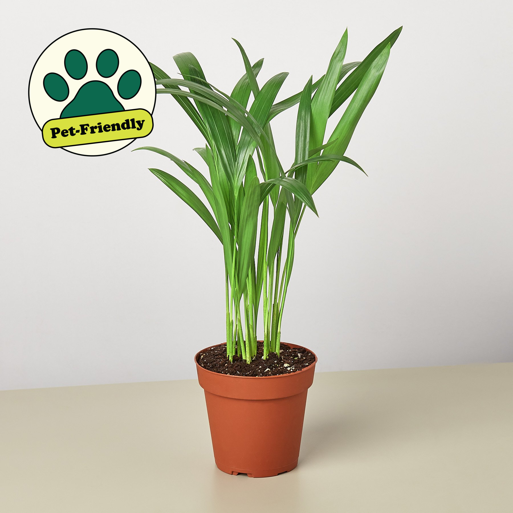 areca palm los angeles Areca Palm 6" Pot