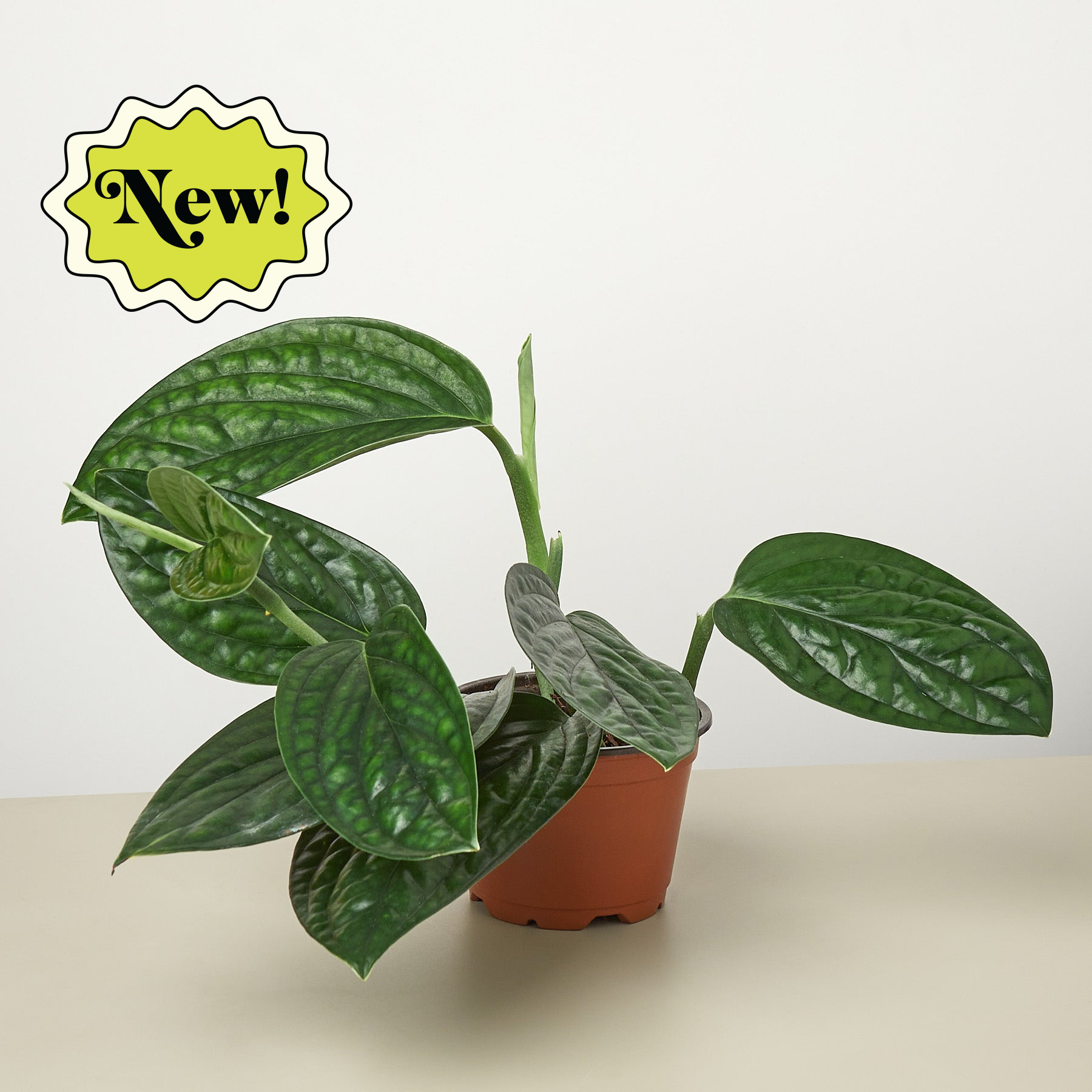 The Snobby Leaf | Monstera 'Peru' - 4 inch Pot - Live Houseplant