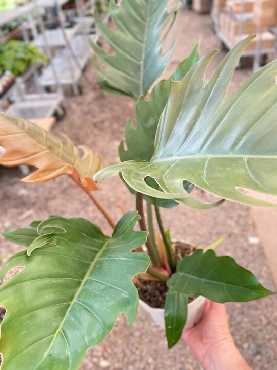philodendron empress Philodendron Caramel Pluto