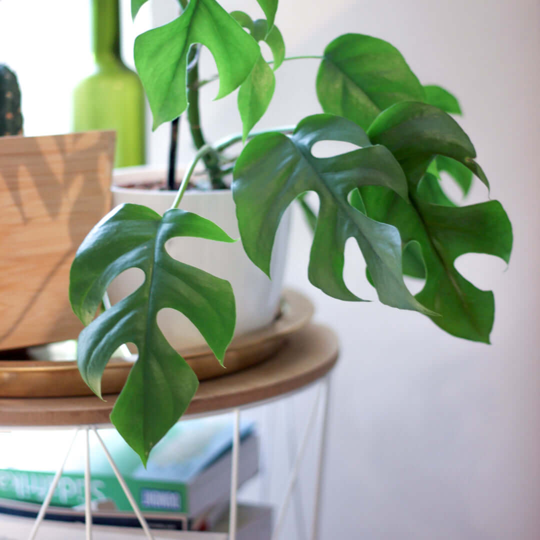 ginny monstera Monstera Ginny Mini Leaf Rhaphidophora tetrasperma