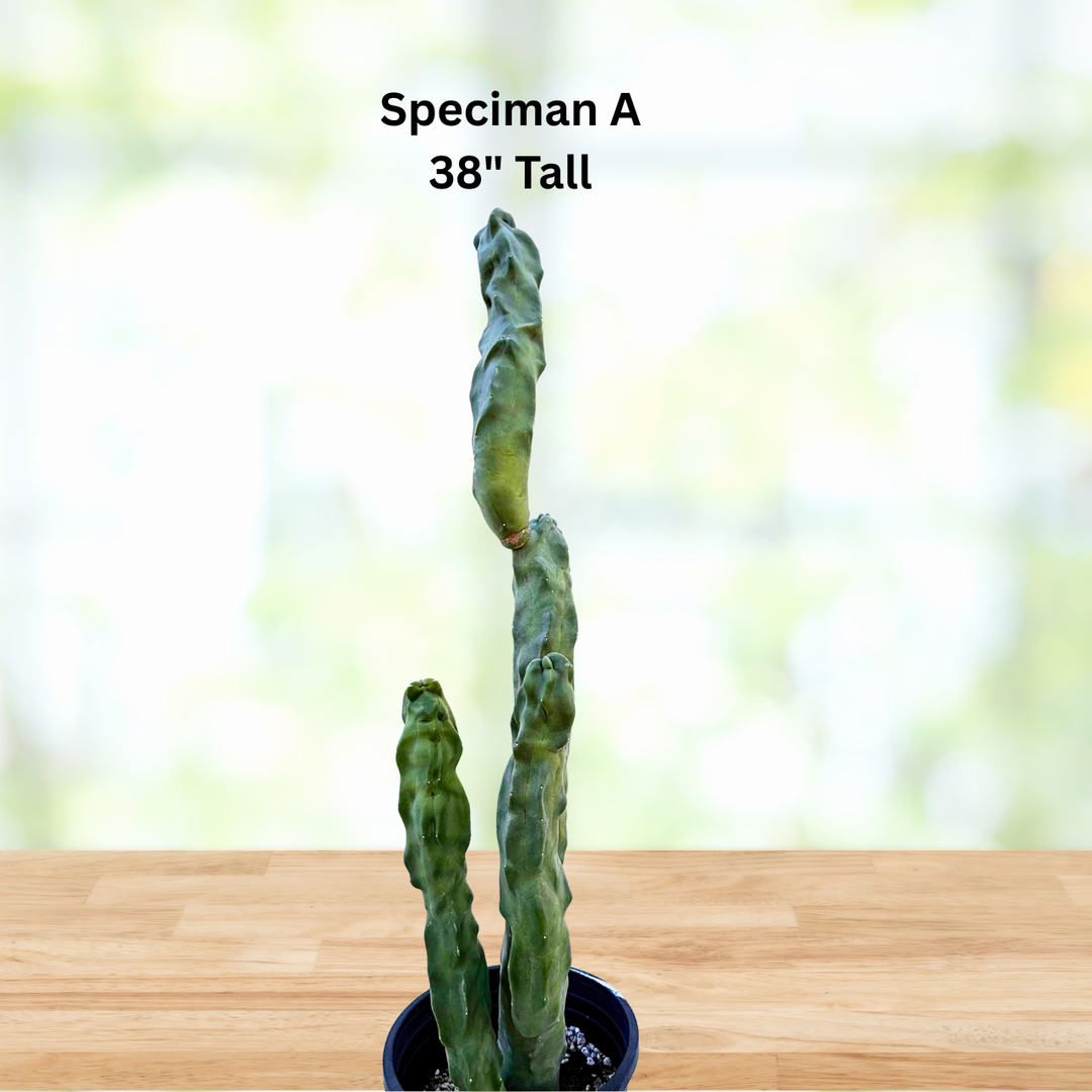 house plant totem pole Totem Pole 'Minor' Specimen A