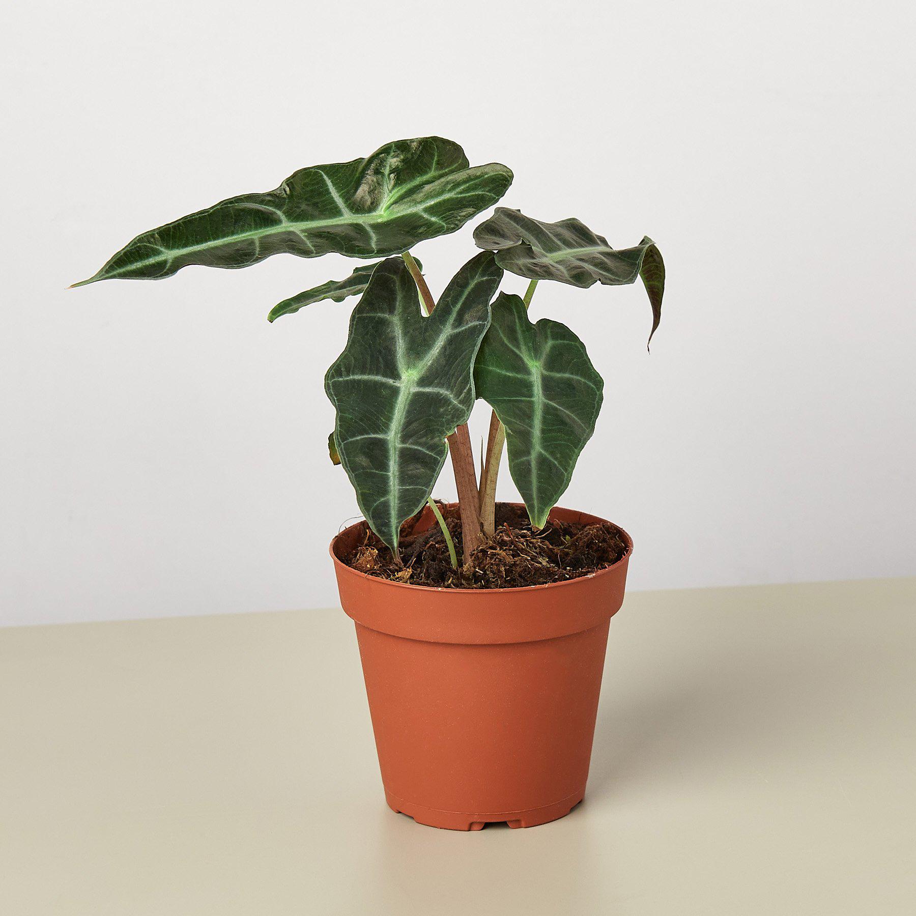 Alocasia Polly 'African Mask' | The American Gringo
