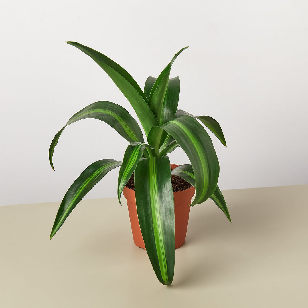 The Snobby Leaf | Dracaena 'Massangeana' - 4 inch Pot