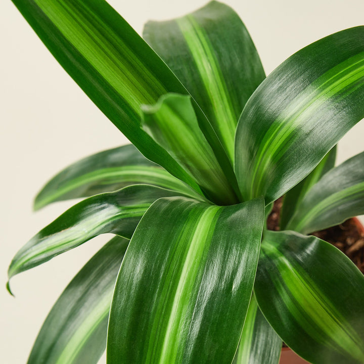 american plant exchange dracaena massangeana plant The Snobby Leaf | Dracaena 'Massangeana' - 4 inch Pot