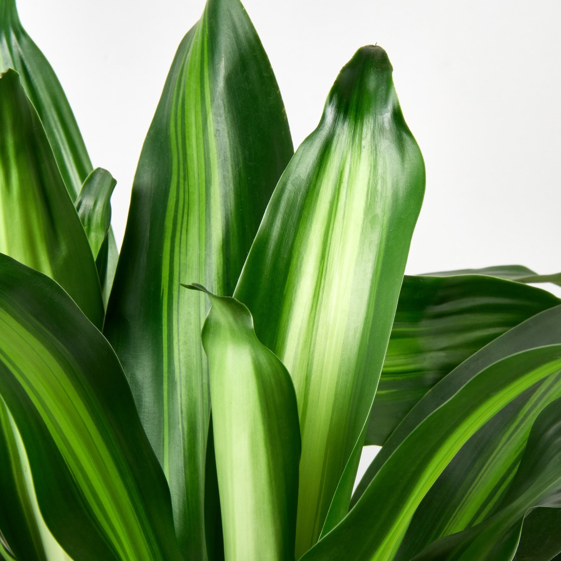 dracaena massangeana The Snobby Leaf | Dracaena 'Massangeana' - 4 inch Pot