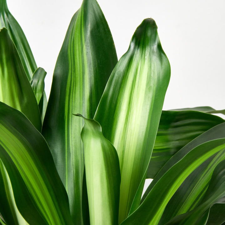 dracaena massangeana price Dracaena 'Massangeana'