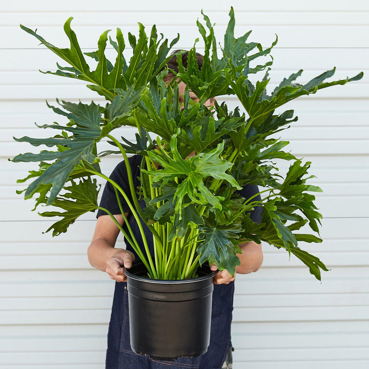 philodendron selloum lickety split Philodendron 'Lickety Split' Live Plant, 8" Pot