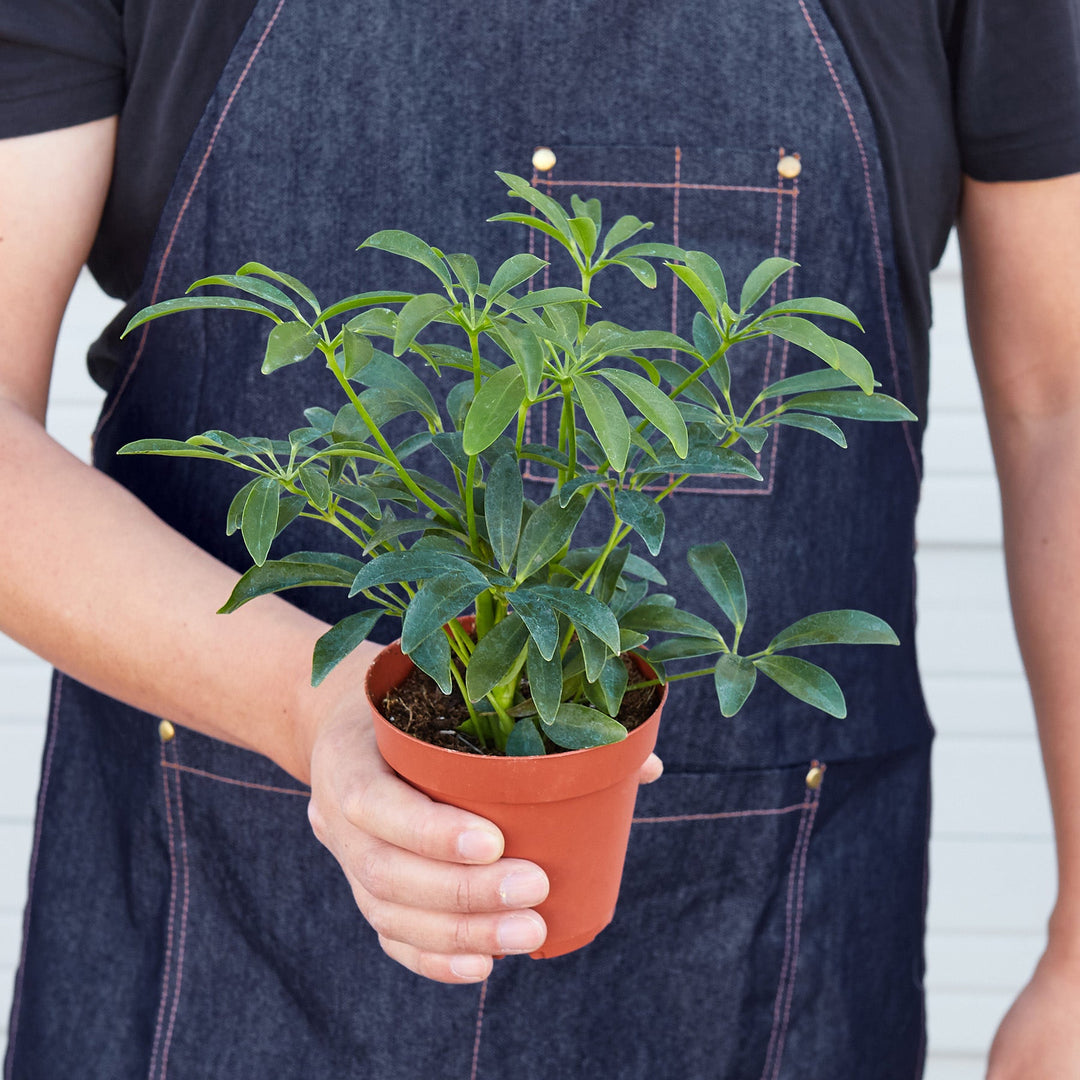 schefflera arboricola buy Schefflera ‘Umbrella’ – Dwarf Indoor Tree with Air-Purifying Foliage 4" Pot / Terra Cotta Eco Pot