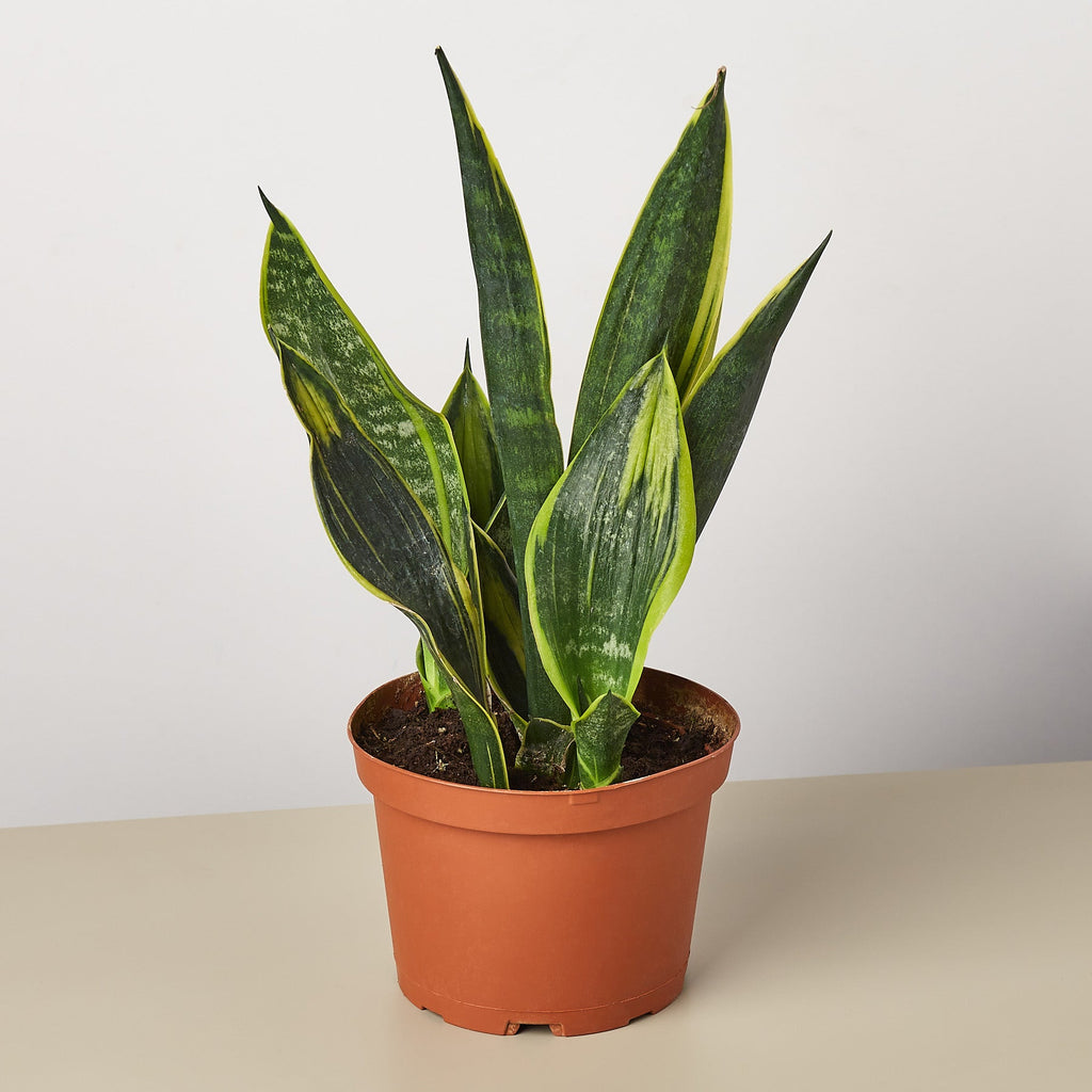 sansevieria gold flame for sale Snake Plant 'Gold Flame' 6" Pot