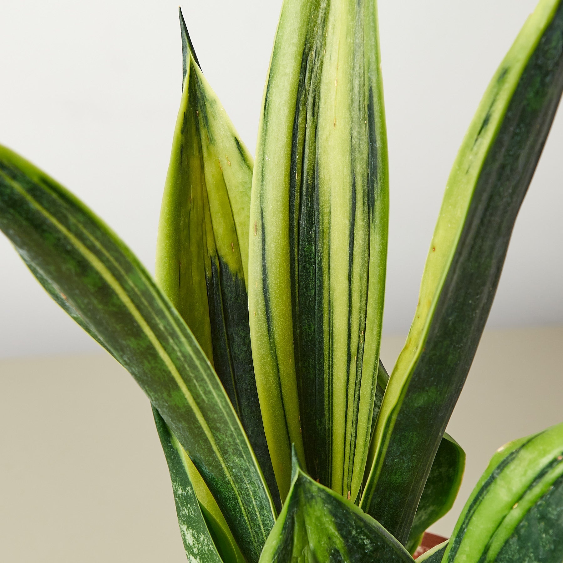 golden flame snake plant Snake Plant 'Gold Flame' 6" Pot