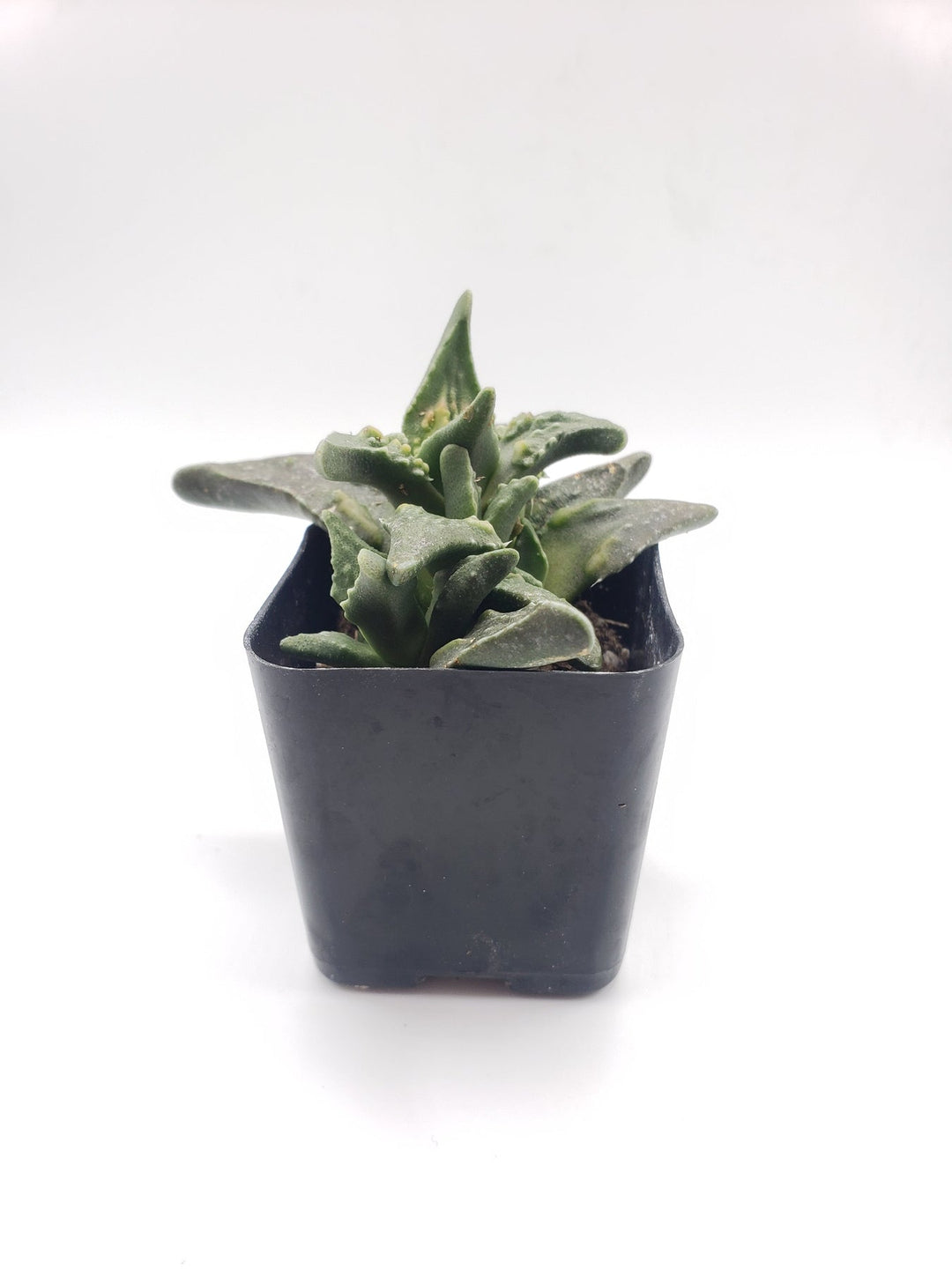 tiger jaw succulent #11 Faucaria Tiger Jaw