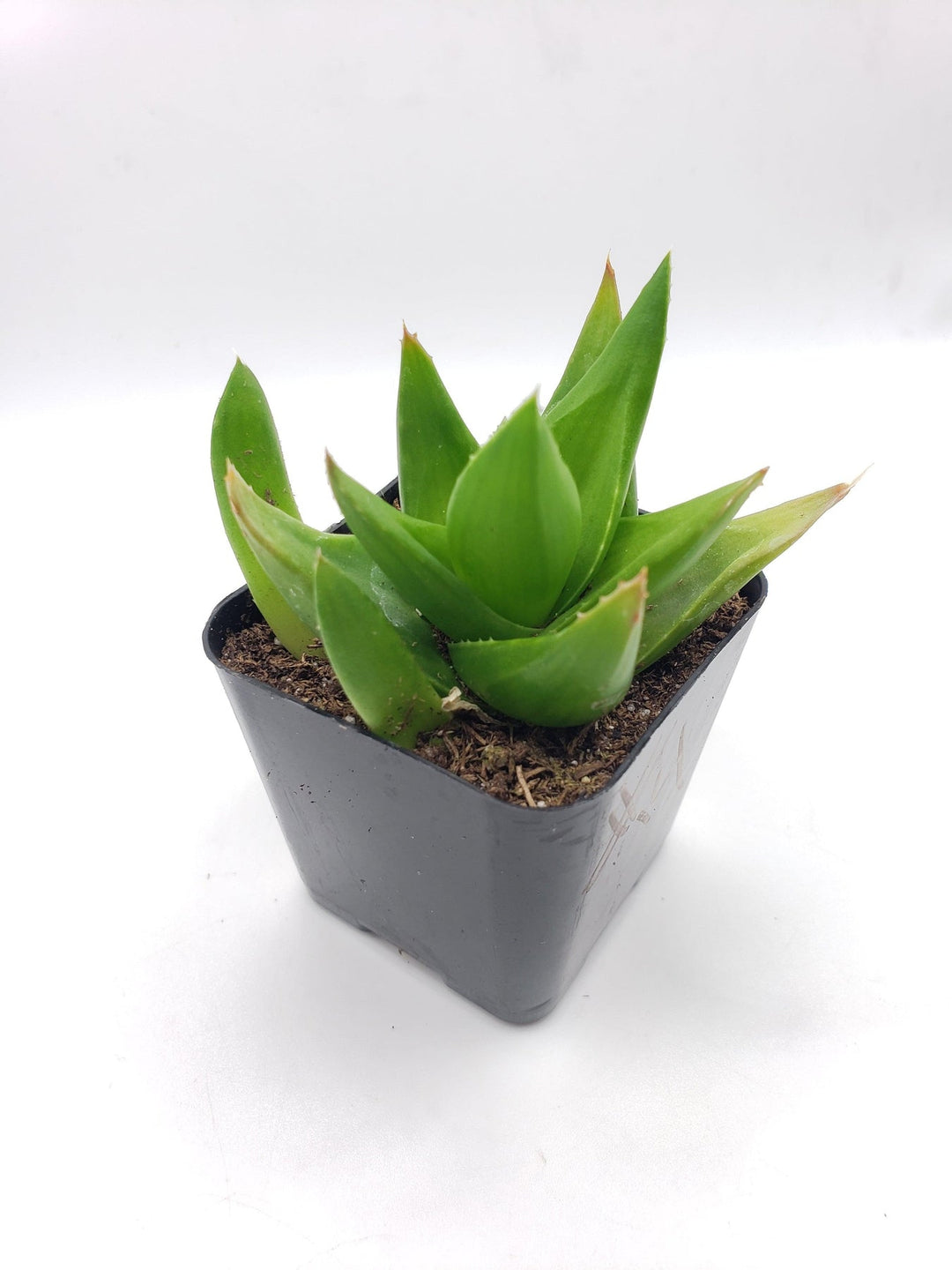 aleo aloe vera plant Aloe Vera | Indoor Plant | Tropical Plant | Potted Plant main image 0