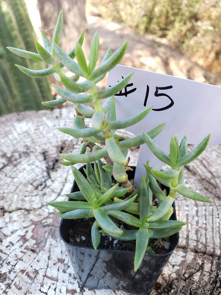 #15 Crassula Mini Pine | The American Gringo