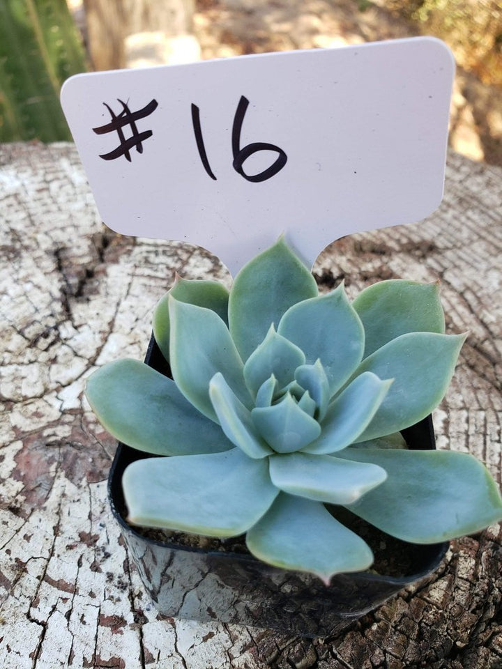 succulent light green 16 Echeveria Light Green