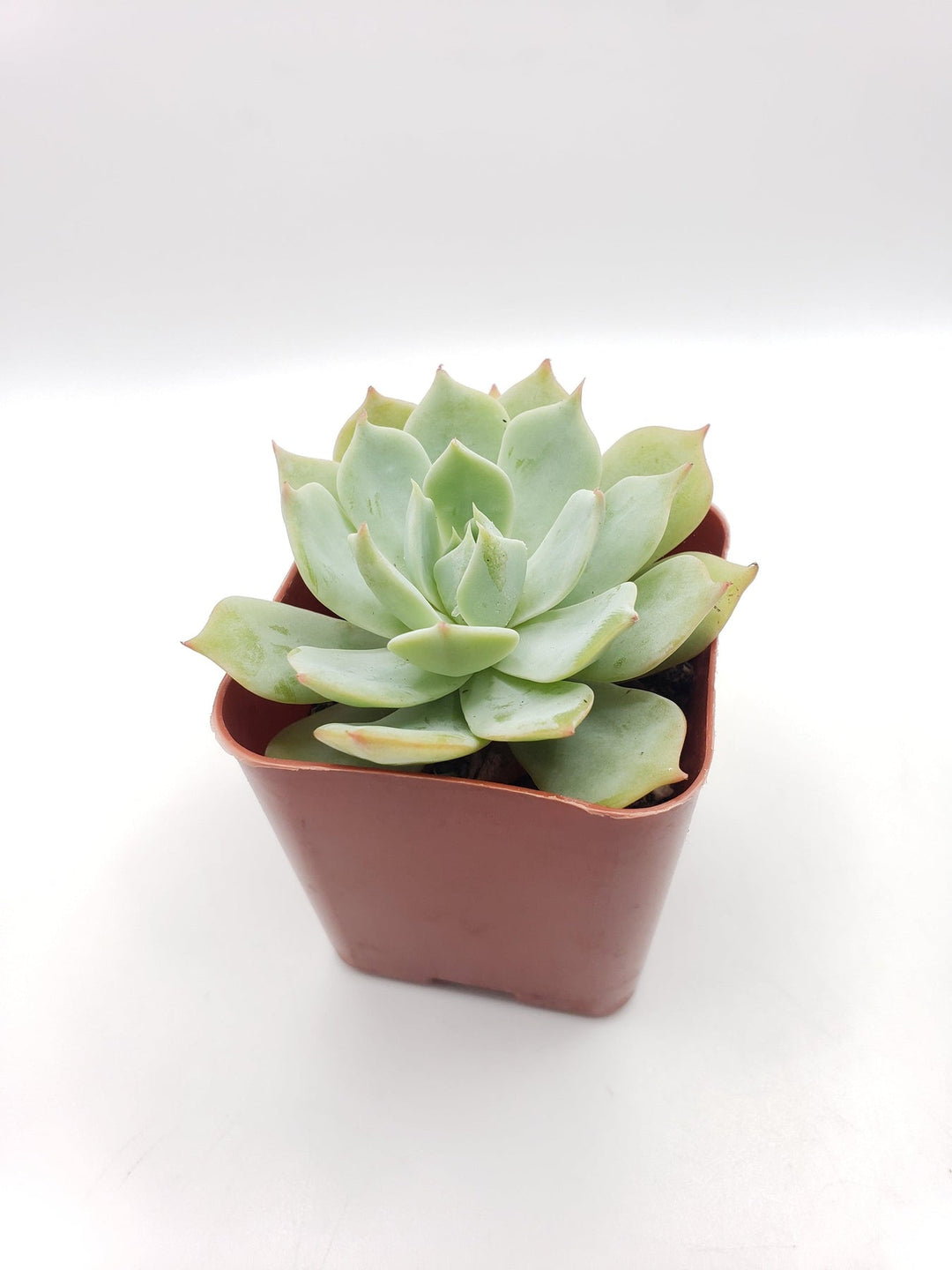 green echeveria succulent 16 Echeveria Light Green