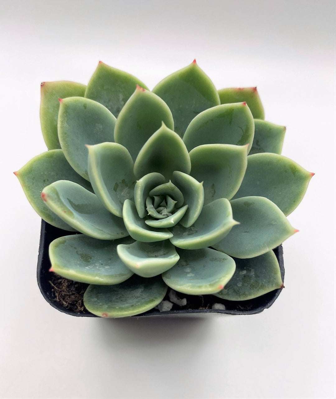 blue atoll succulent #18 Echeveria Blue Atoll