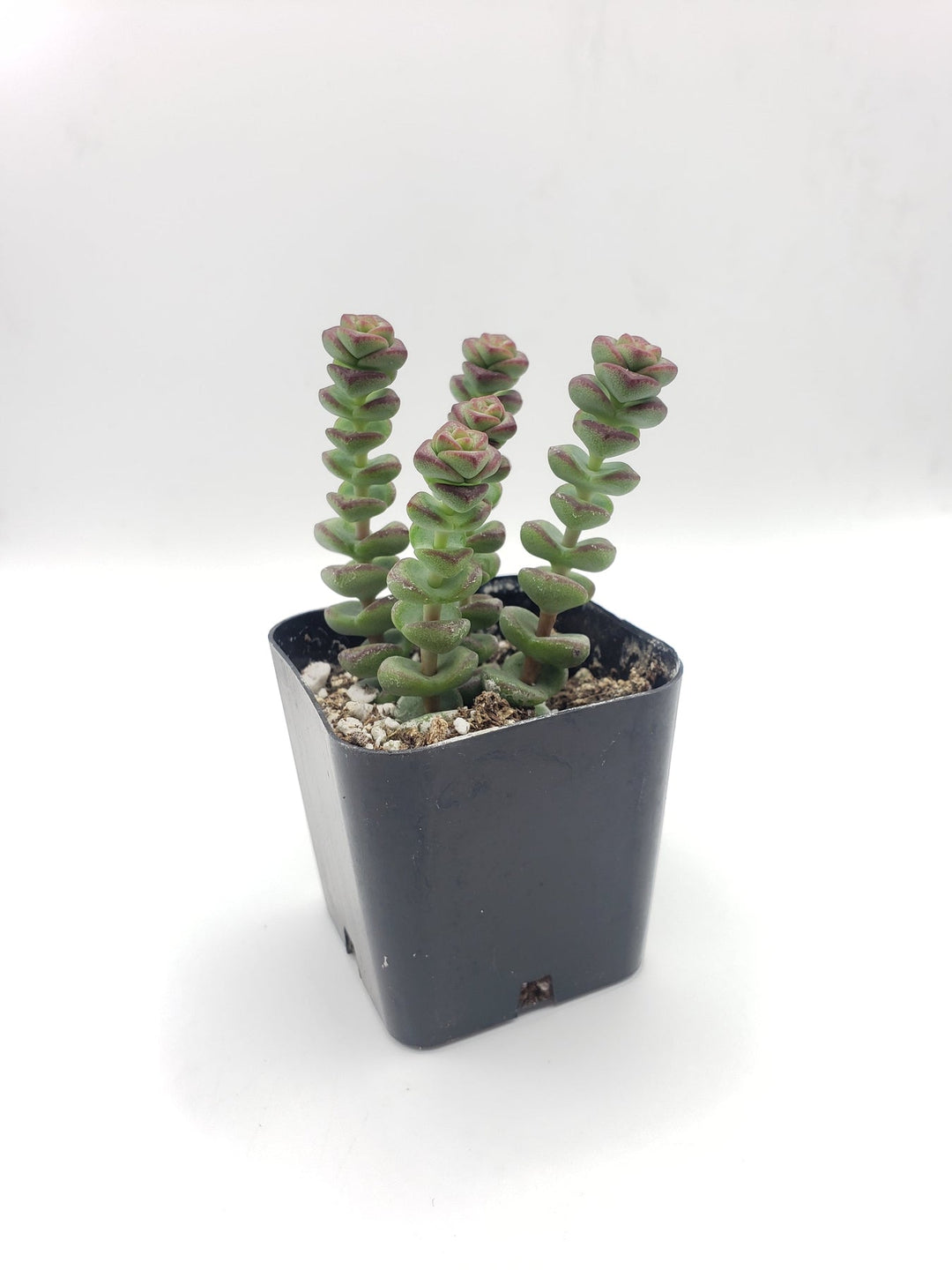 #2 Crassula Baby Necklace Succulent Plant