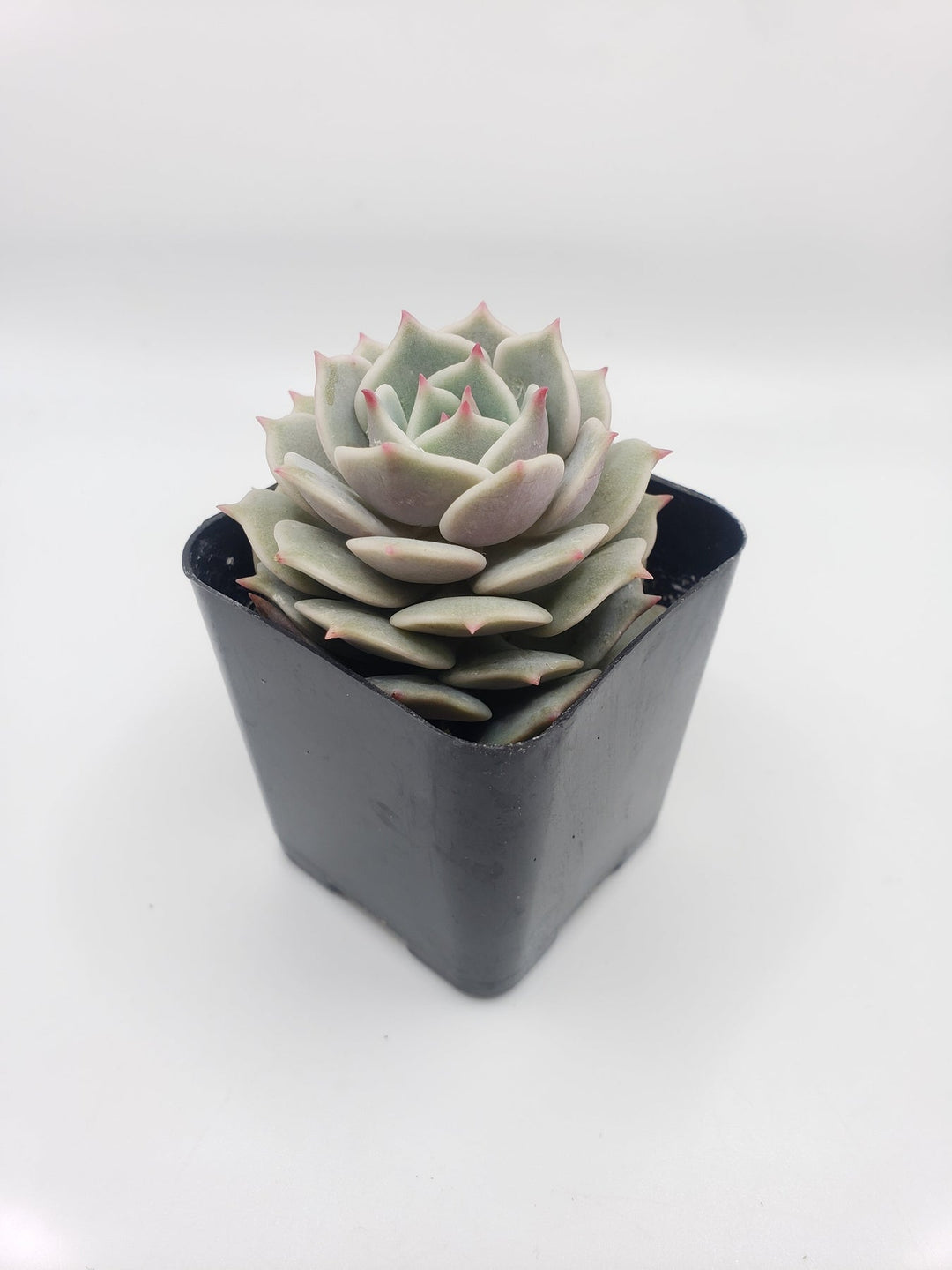 lola succulent #23 Echeveria Lola