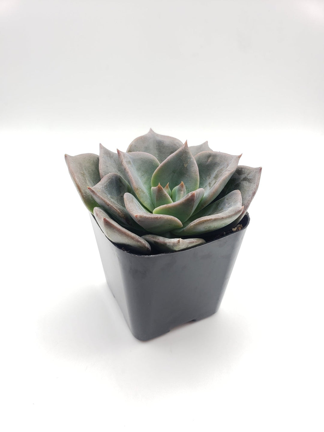 echeveria types succulent #25 Echeveria hybrid