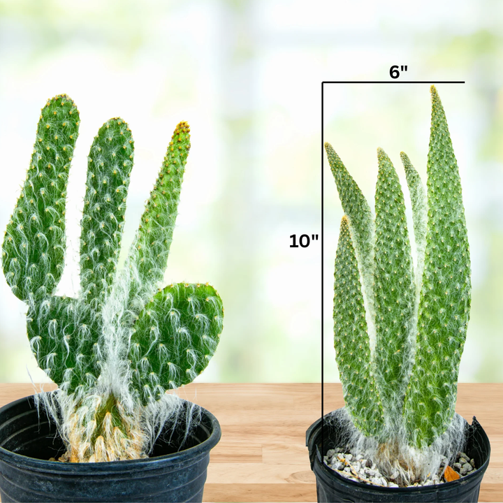 small prickly pear cactus Snow White Prickly Pear