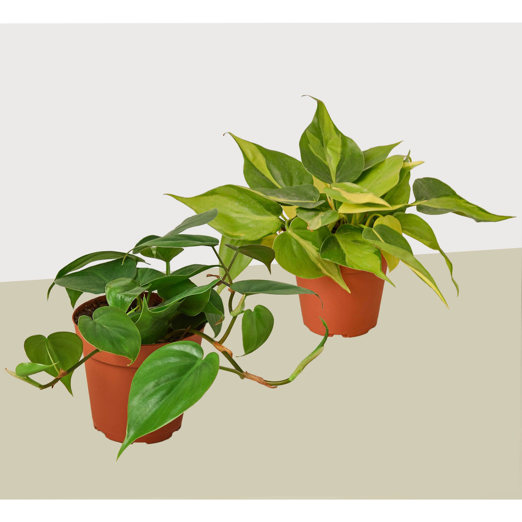 smallest philodendron 2 Philodendron Variety Pack - 4" Pots Size Default Title