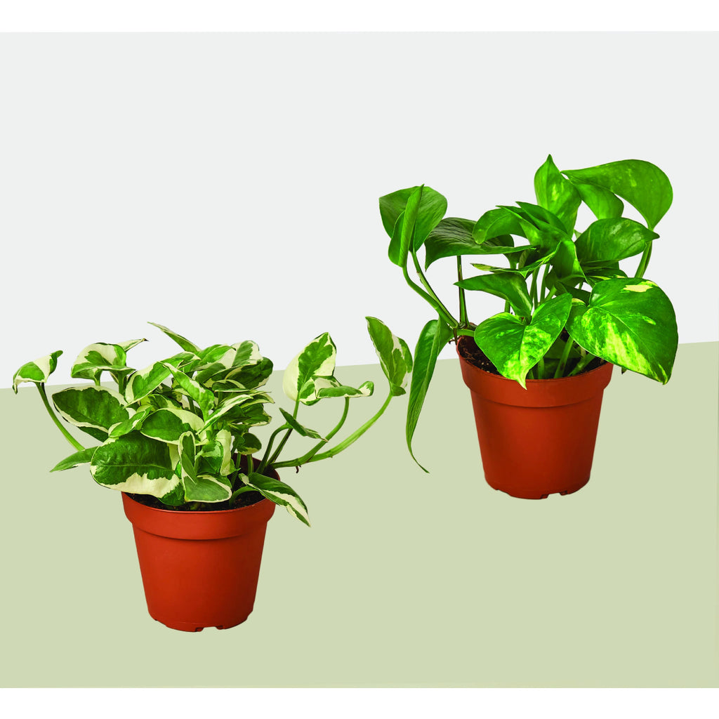 variety pothos 2 Pothos Variety Pack / 4" Pot / Live Plant / Home and Garden Plants