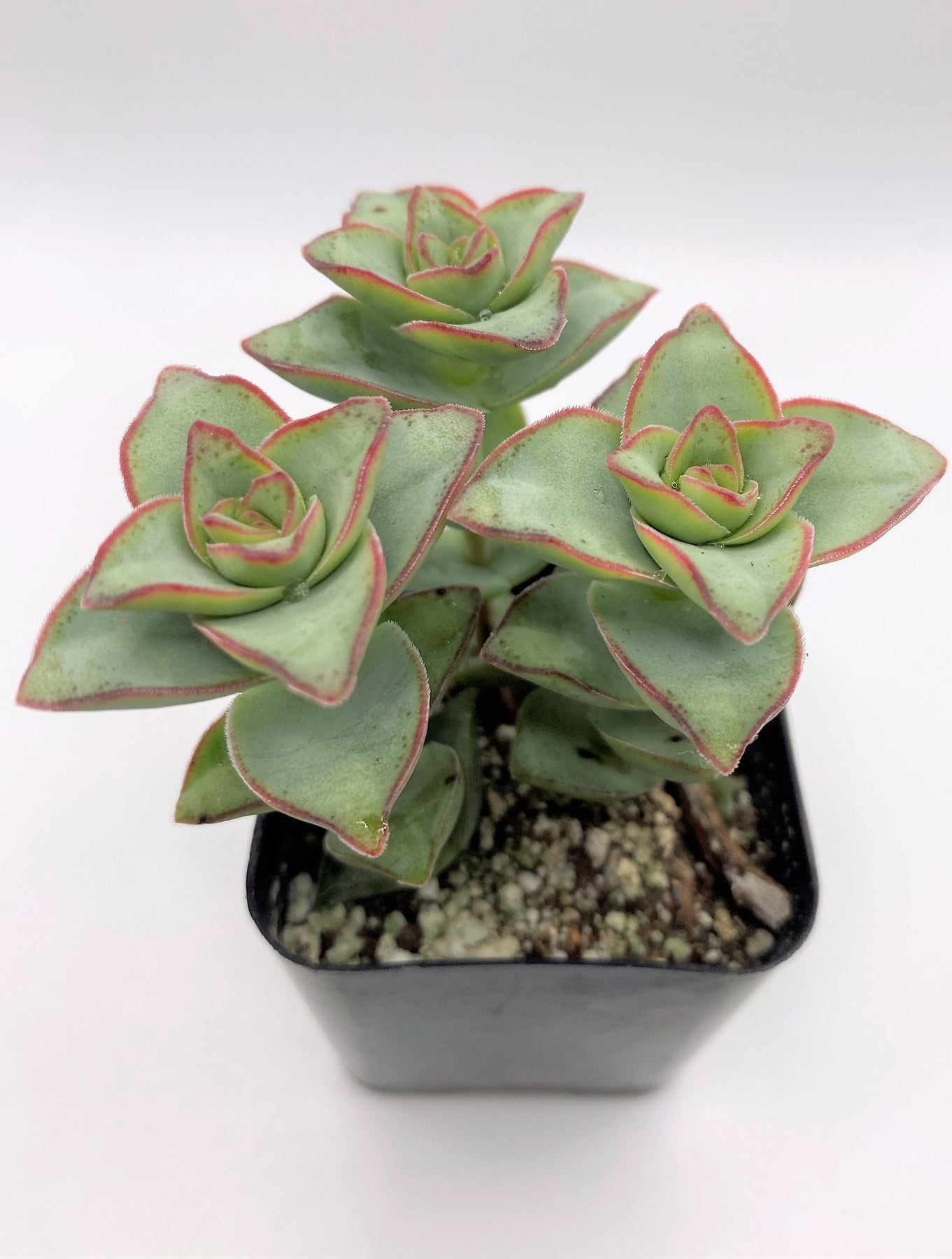 #30 Crassula Perforata String of Buttons | The American Gringo
