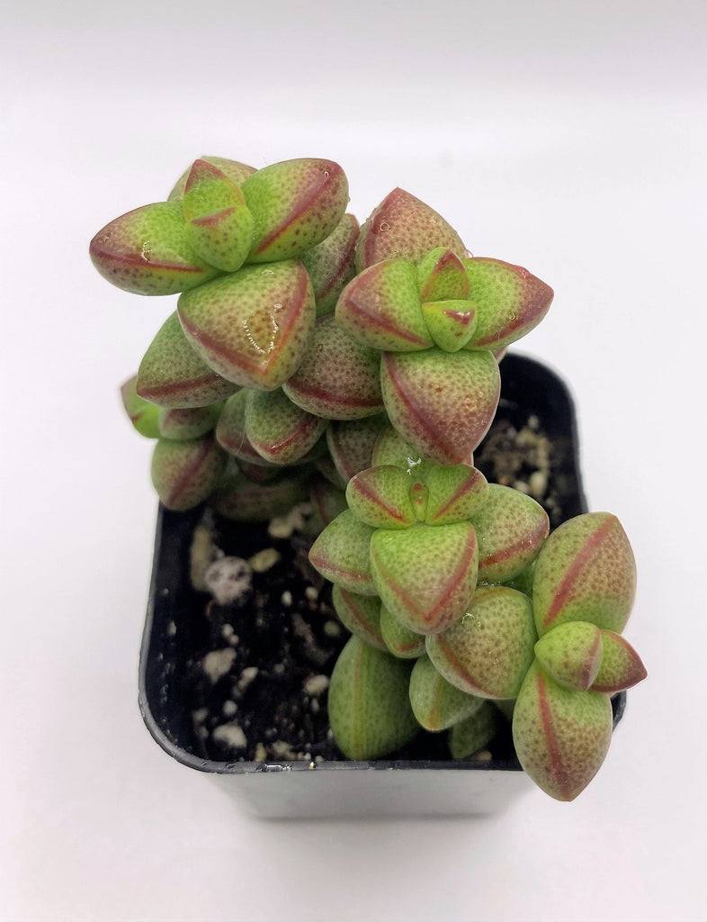 rupestris succulent 33 Crassula Rupestris Monticola