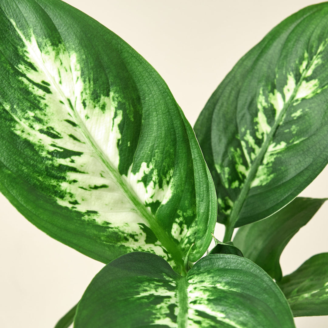 dieffenbachia camille height Dieffenbachia Camille